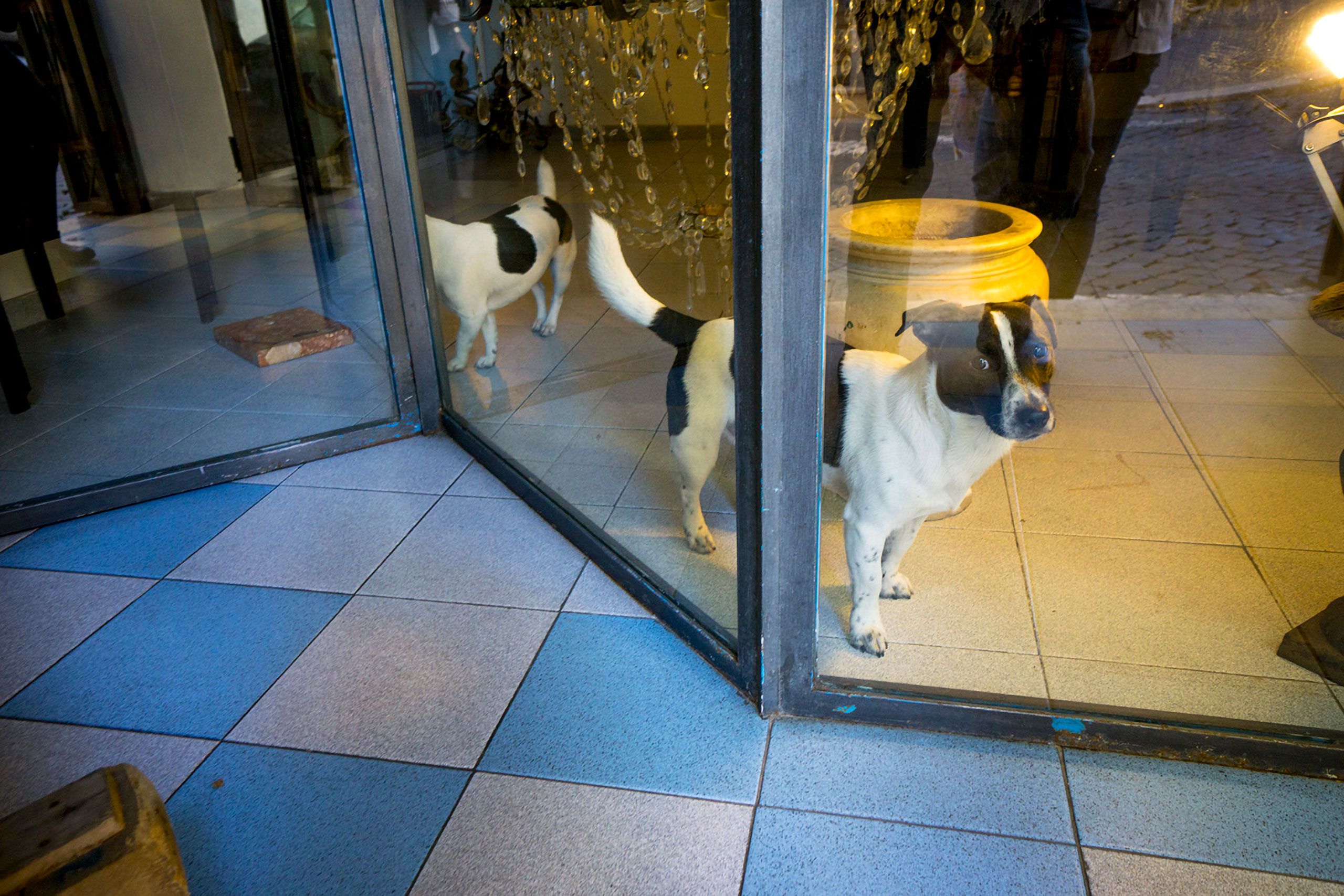 Dog in store window Rome ITaly