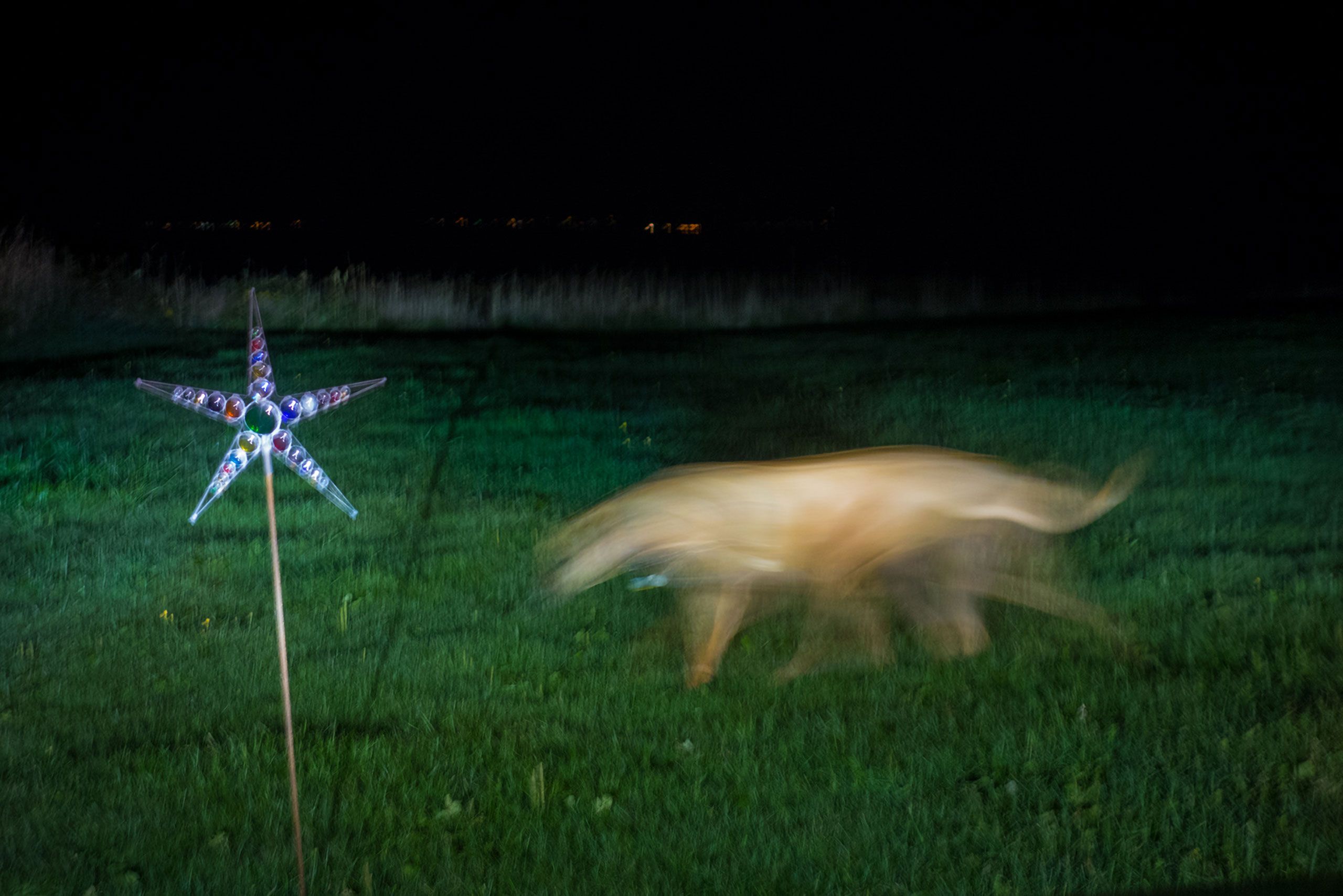 Ridgeback on the move at night Magdalen Islands Îles de la Madeleine Harve Aubert Quebec Canada