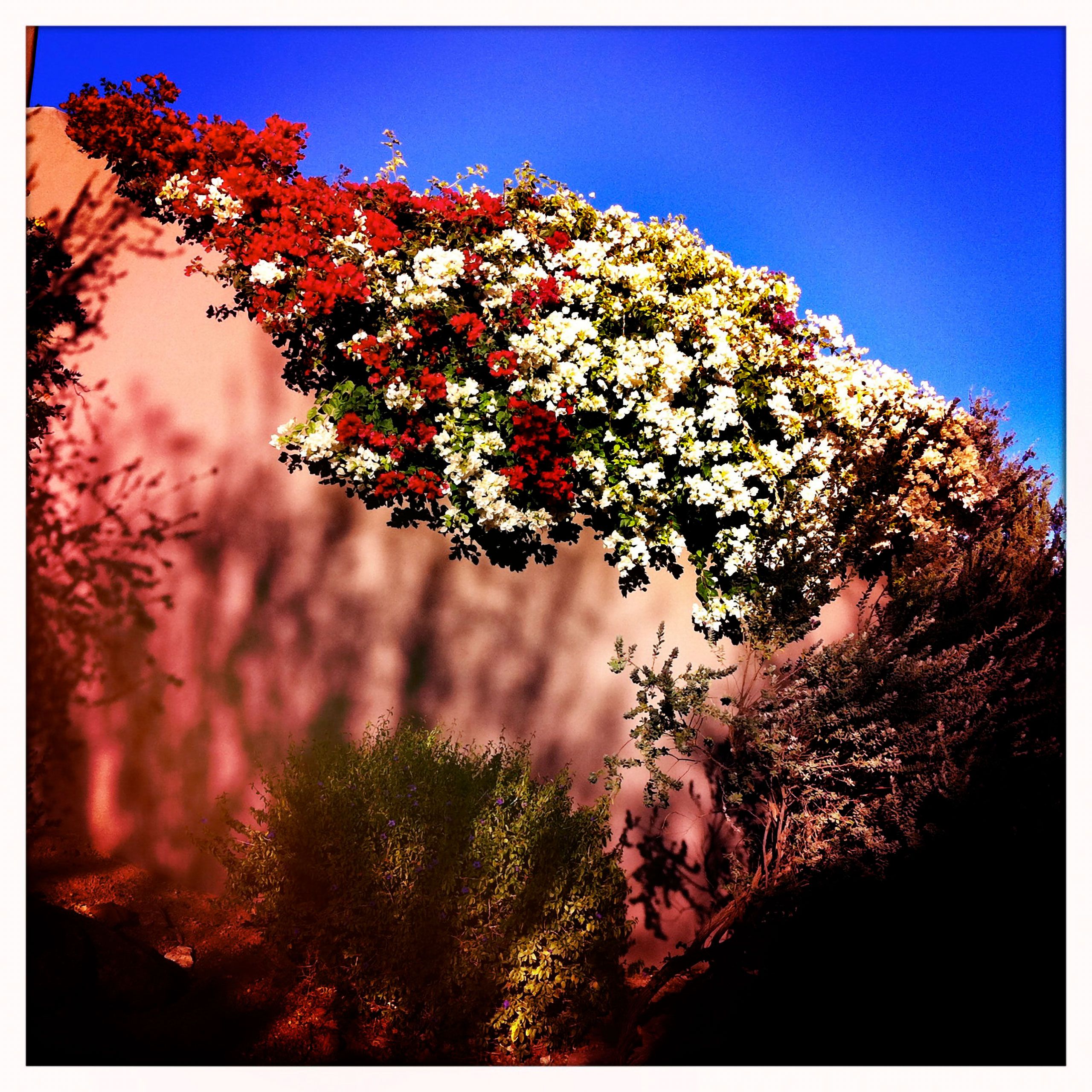 Dearest garden scape on wall  scottsdale Arizona