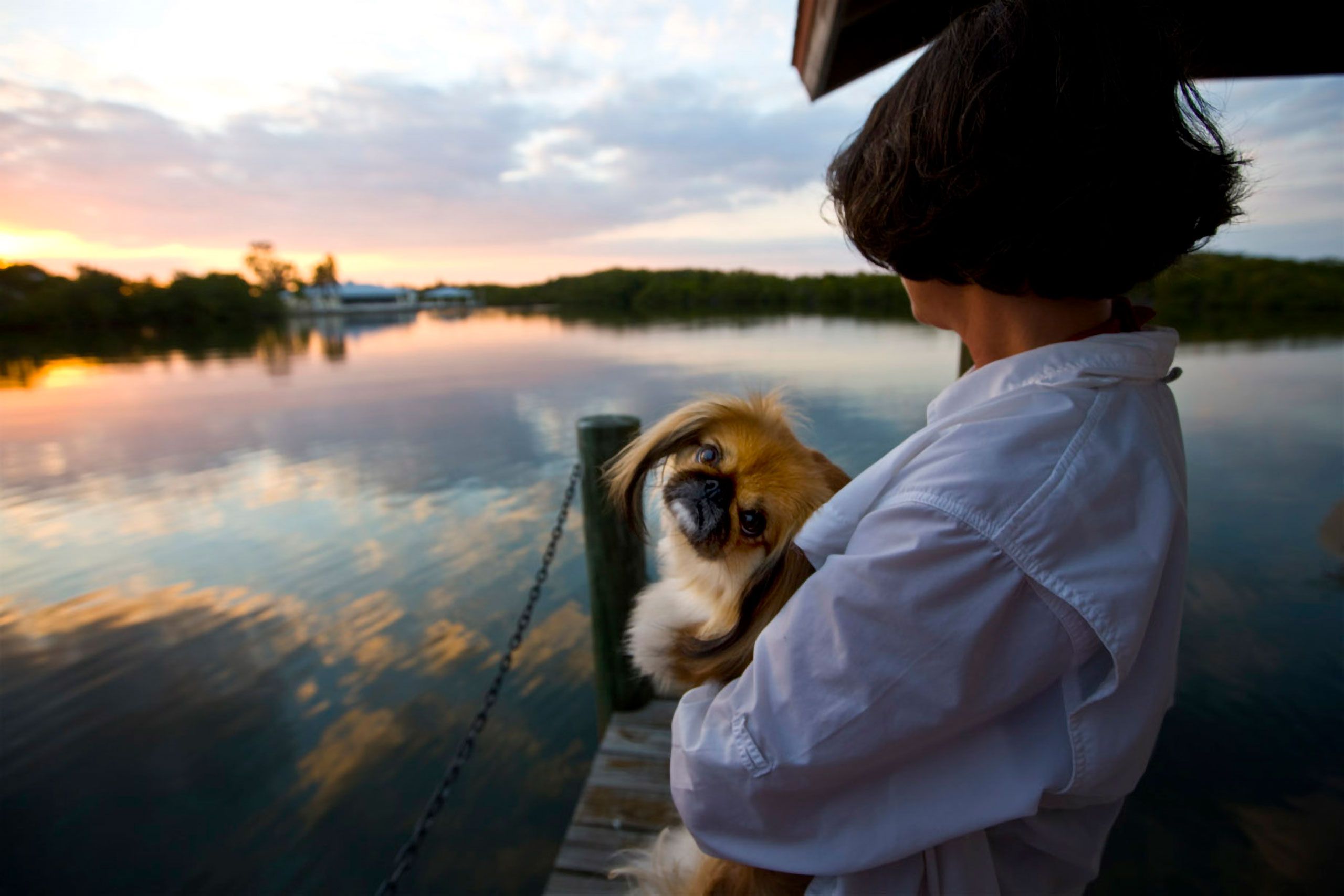 Tibetan spaniel looks back at sunset on Pine Island Flordia 