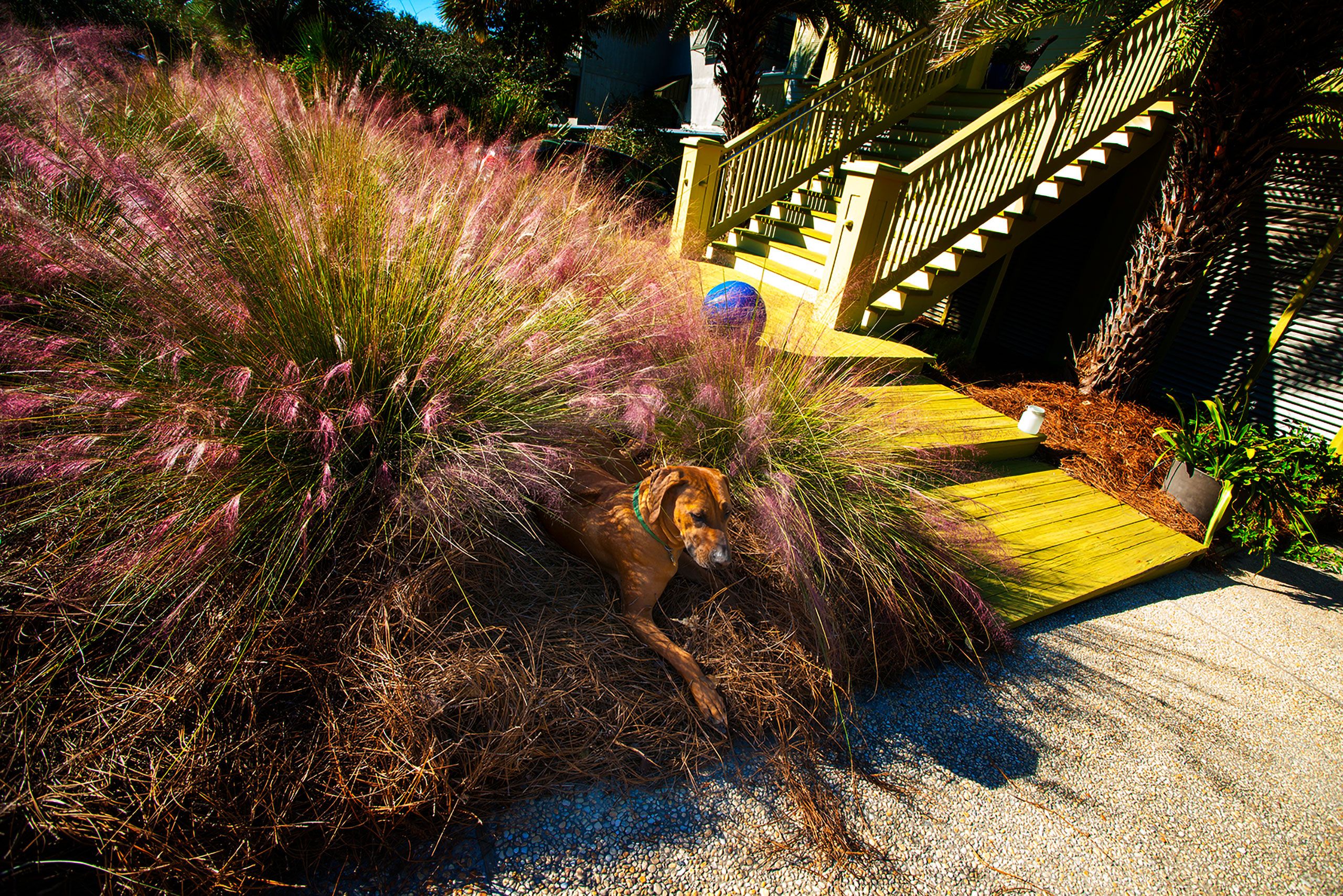 Rhodesian ridgeback in grass Santa rosa beach Florida  blue mountain beach 