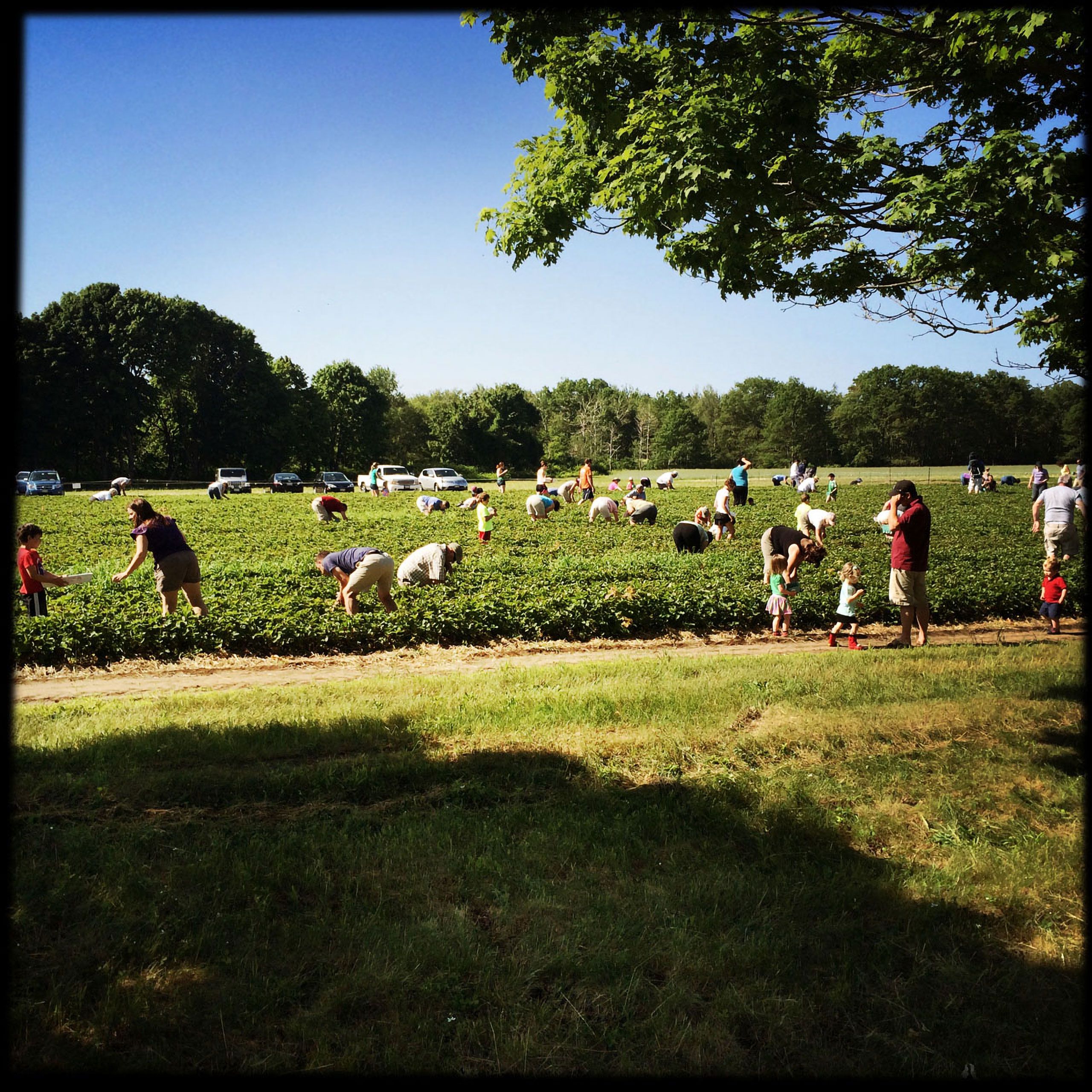 picking strawberrys maxwell farms cape elizabeth maine