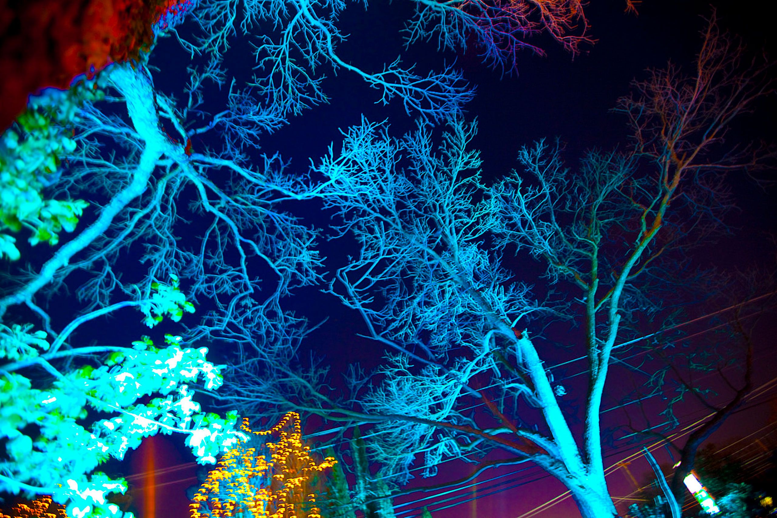 Lights on trees in Austin Texas