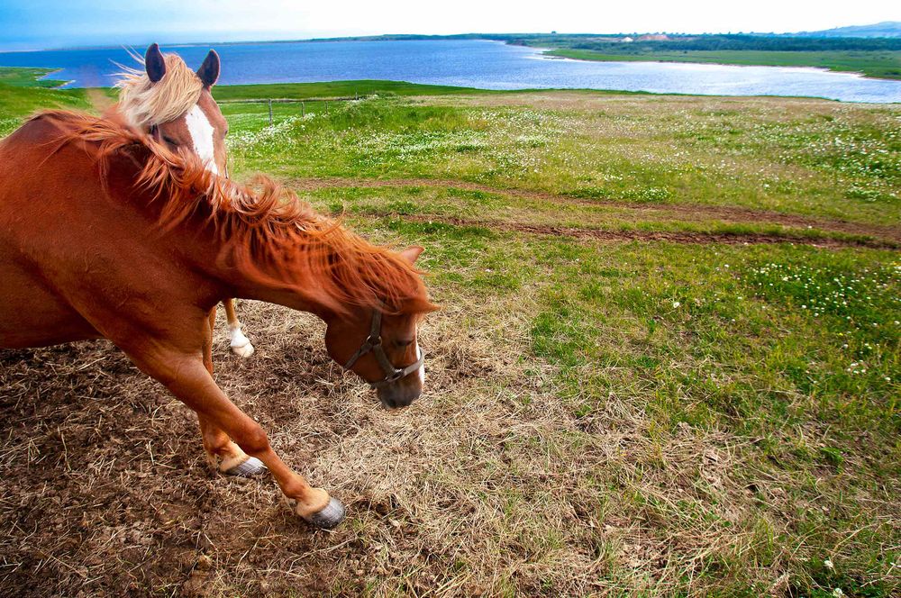 Horses  in Havre Aubert Magdalen Islands Îles de la Madeleine Québec, Canada