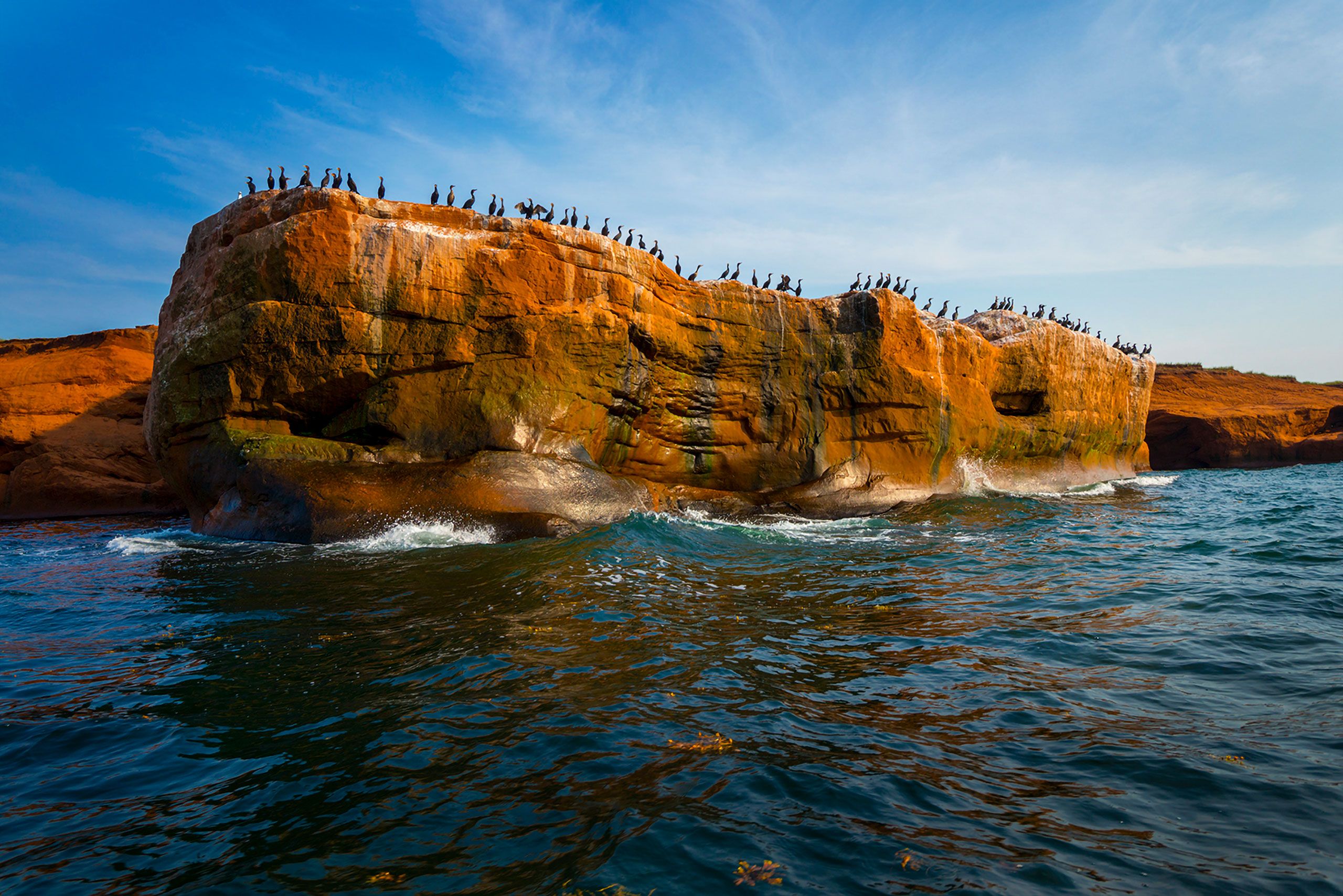 Cormorant Cormorants shag shags  on a cliff  Magdalen Islands Îles de la Madeleine Quebec Canada 