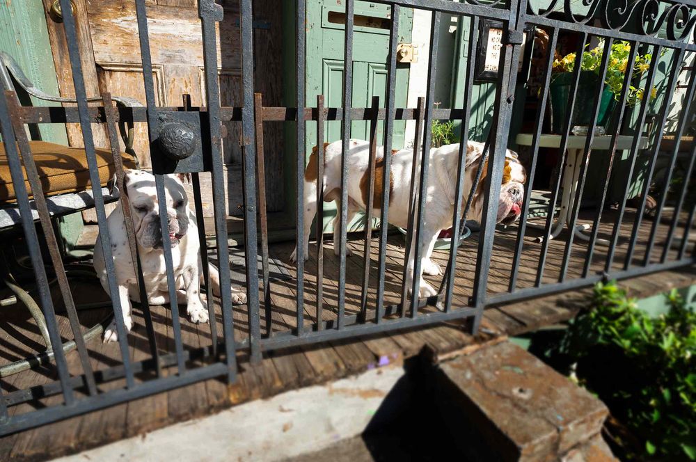 Bull dogs  on porch in NOLA New Orleans street fence french quarter