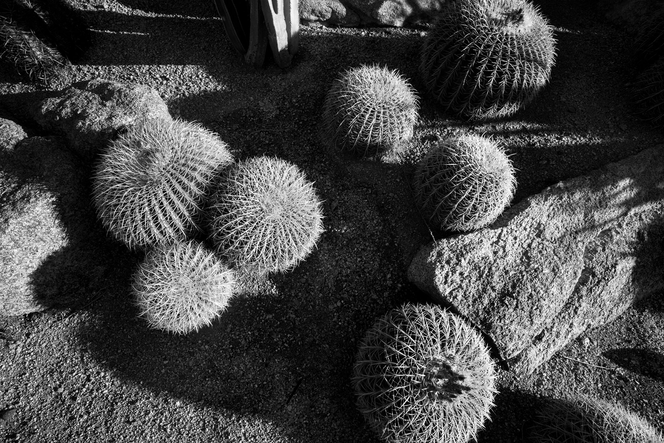 B&W cactus scottsdale arizona