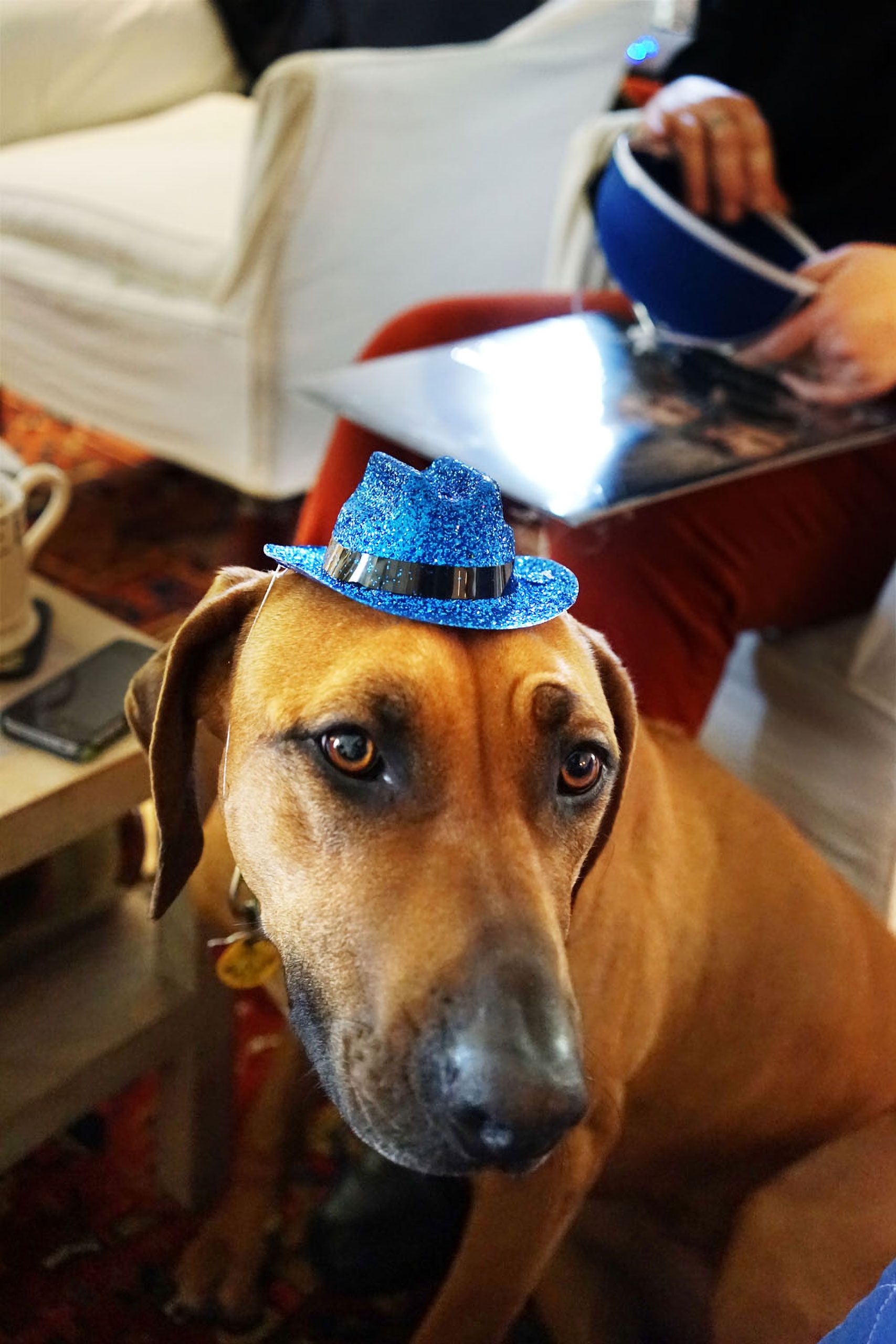 Rhodesian Ridgeback with party hat