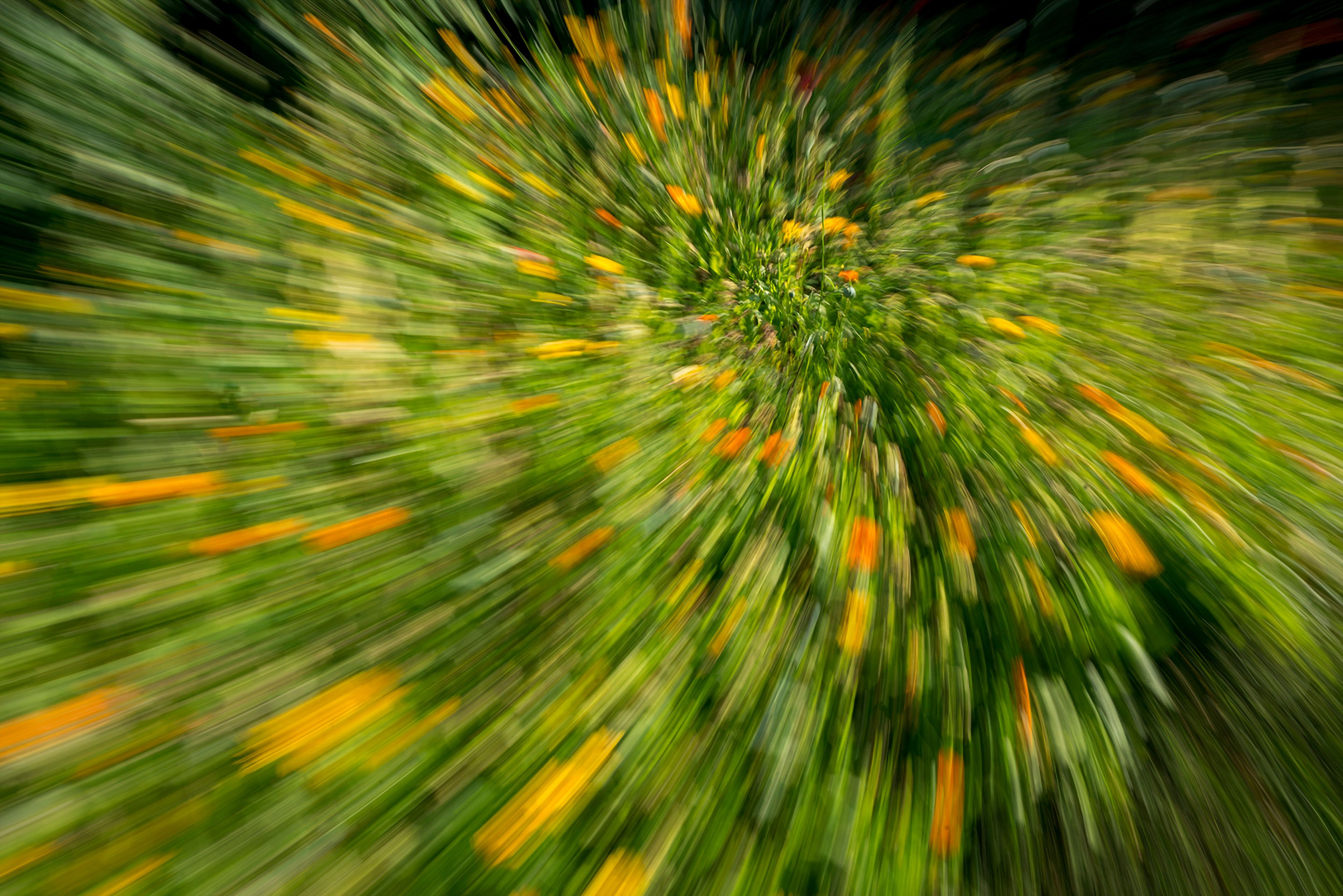 Flower garden swirl Acadia day parade Magdalen Islands Îles de la Madeleine Quebec Canada  Harve Aubert