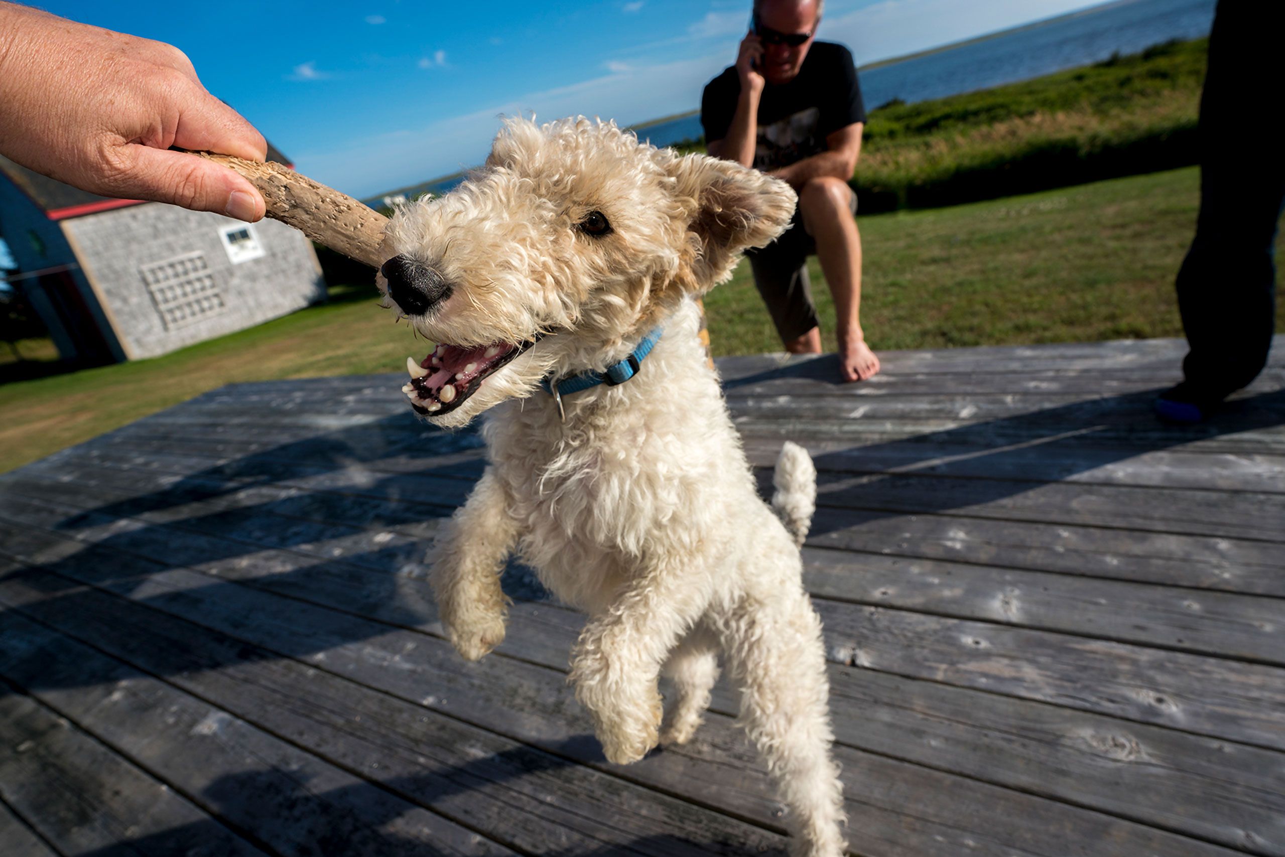 Crazy dog Magdalen Islands Îles de la Madeleine Quebec Canada  Harve Aubert