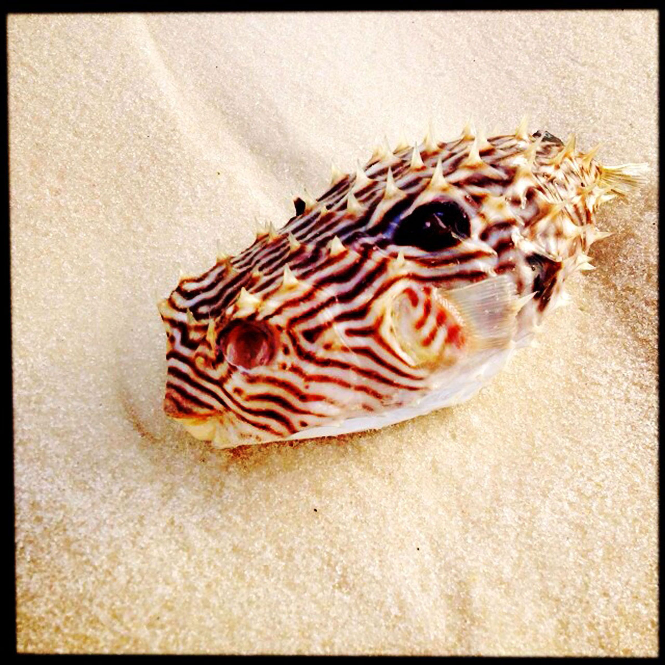 dead pufferfish  Santa Rosa Beach Florida