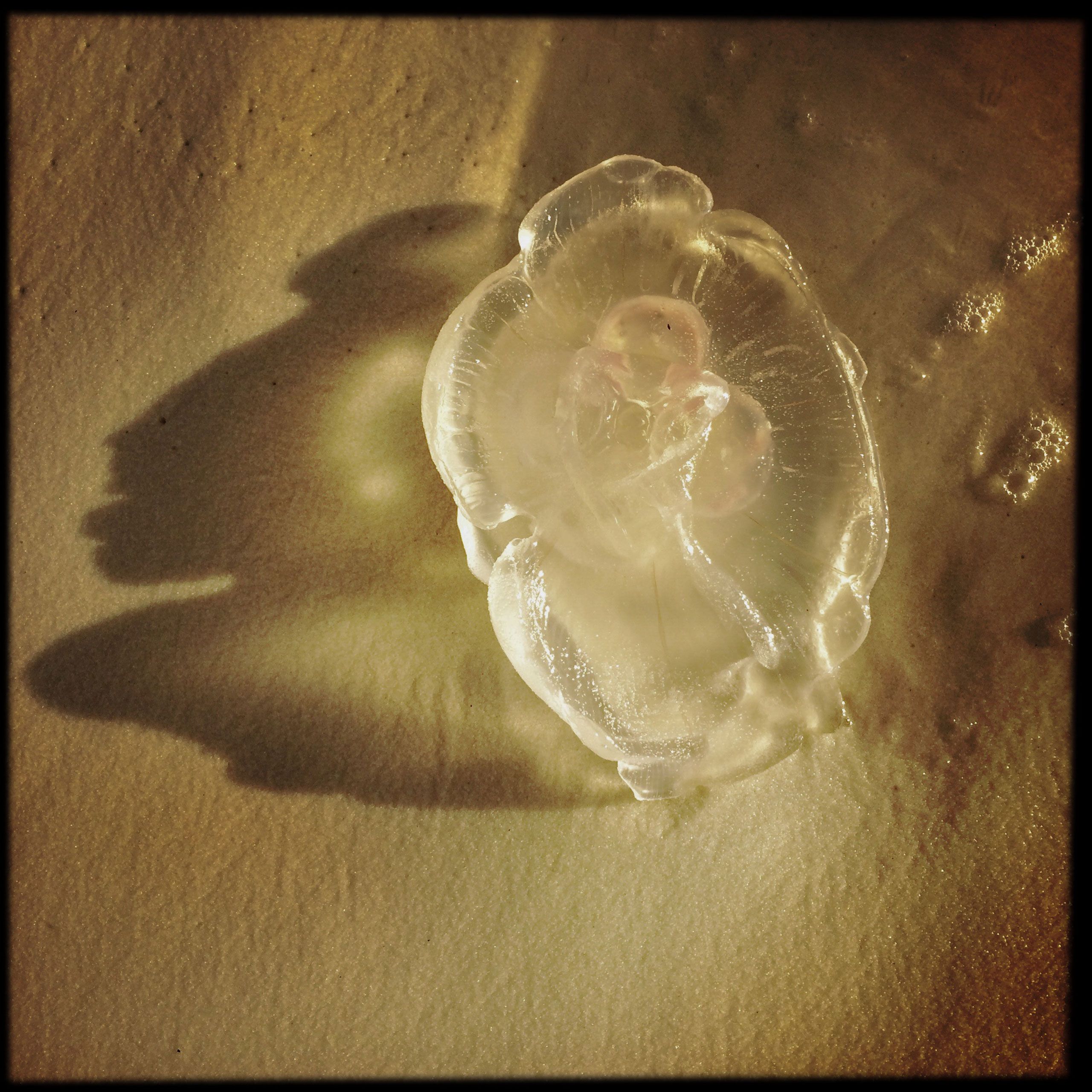 Head cast from a show on a jellyfish at blue mouton beach santa roos beach flordia