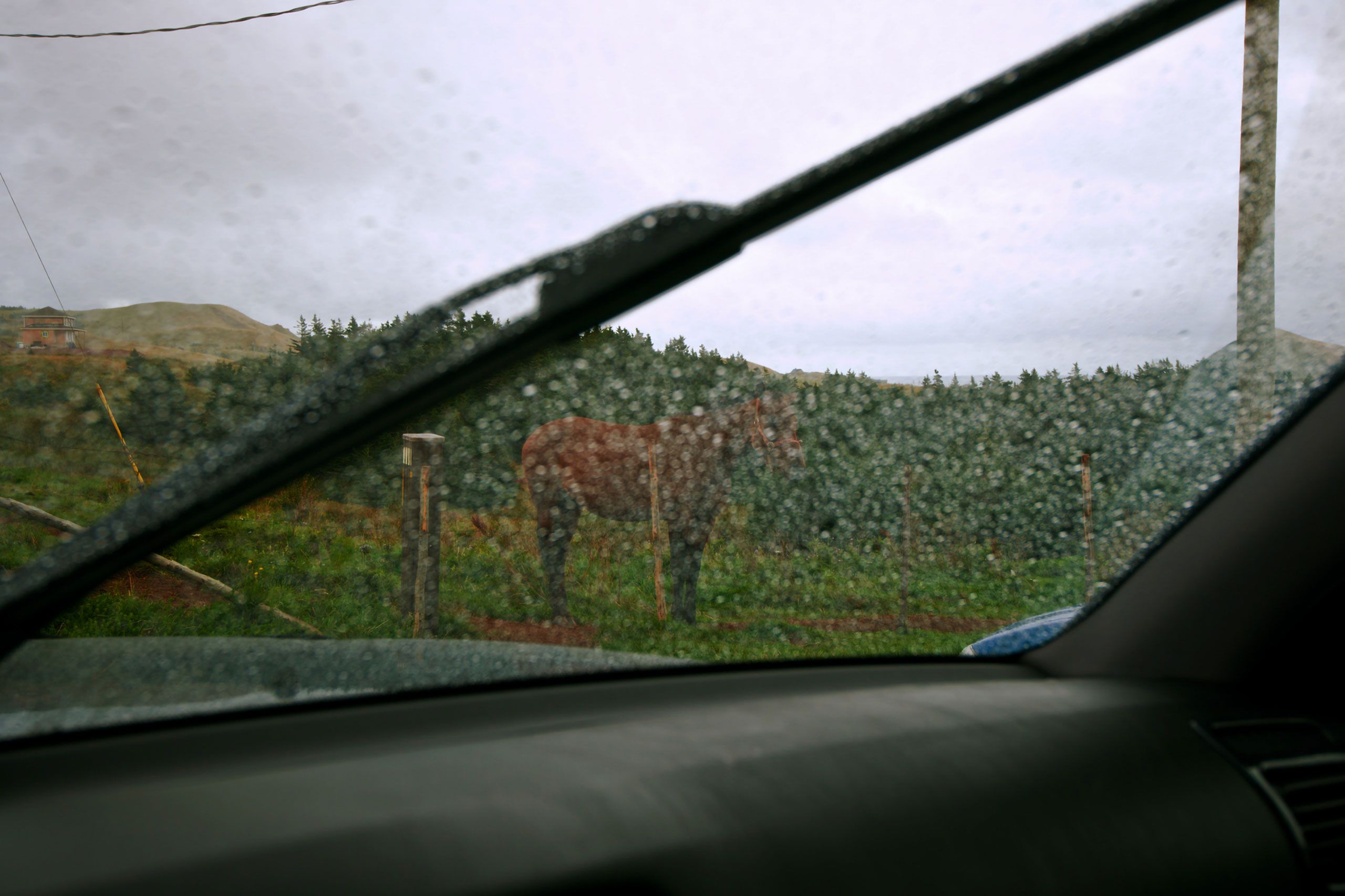 horse outside Glassware Medusa Magdalen Islands Îles de la Madeleine Harve Aubert Quebec Canada