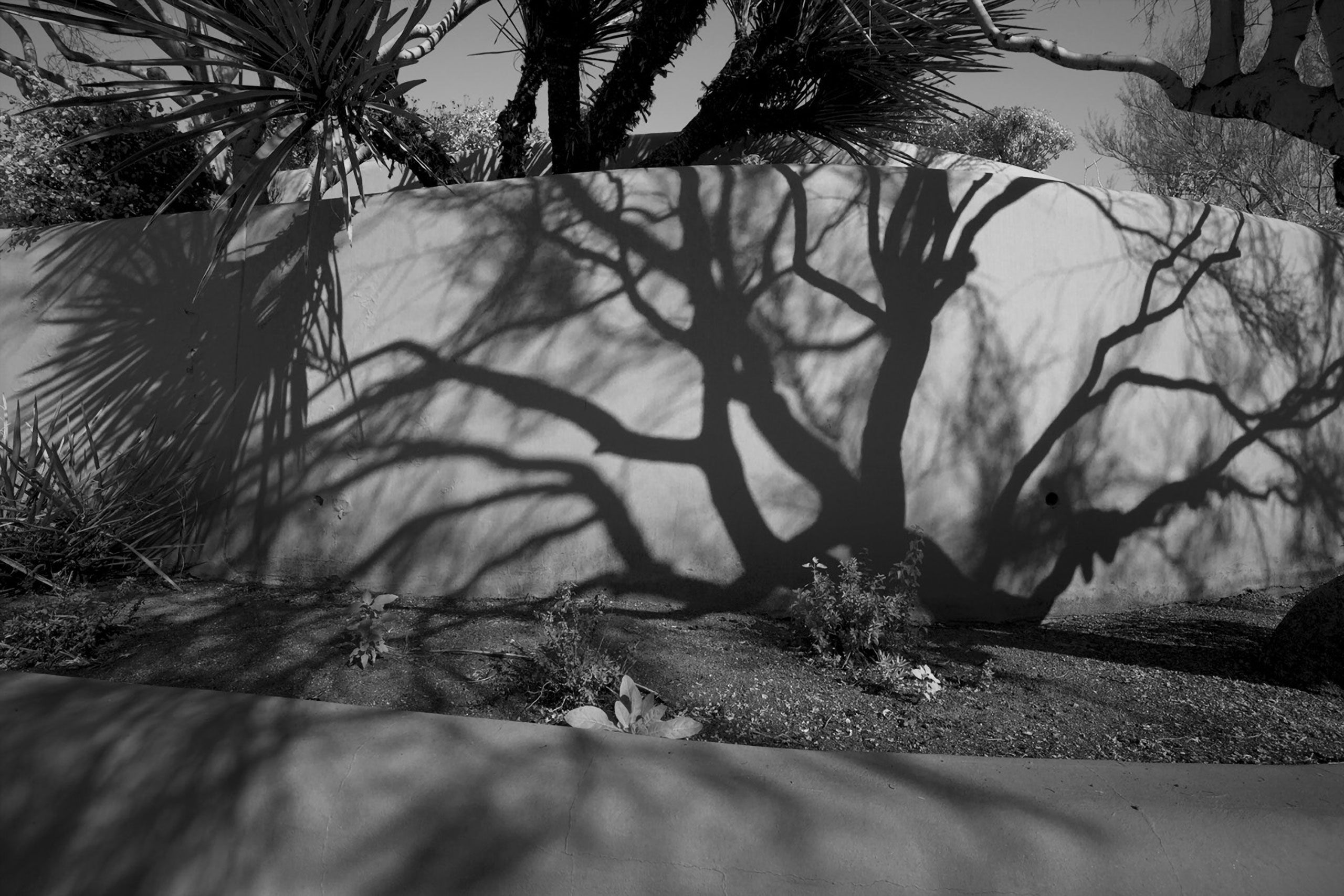 B&W mesquite tree shadows on wall scottsdale Arizona