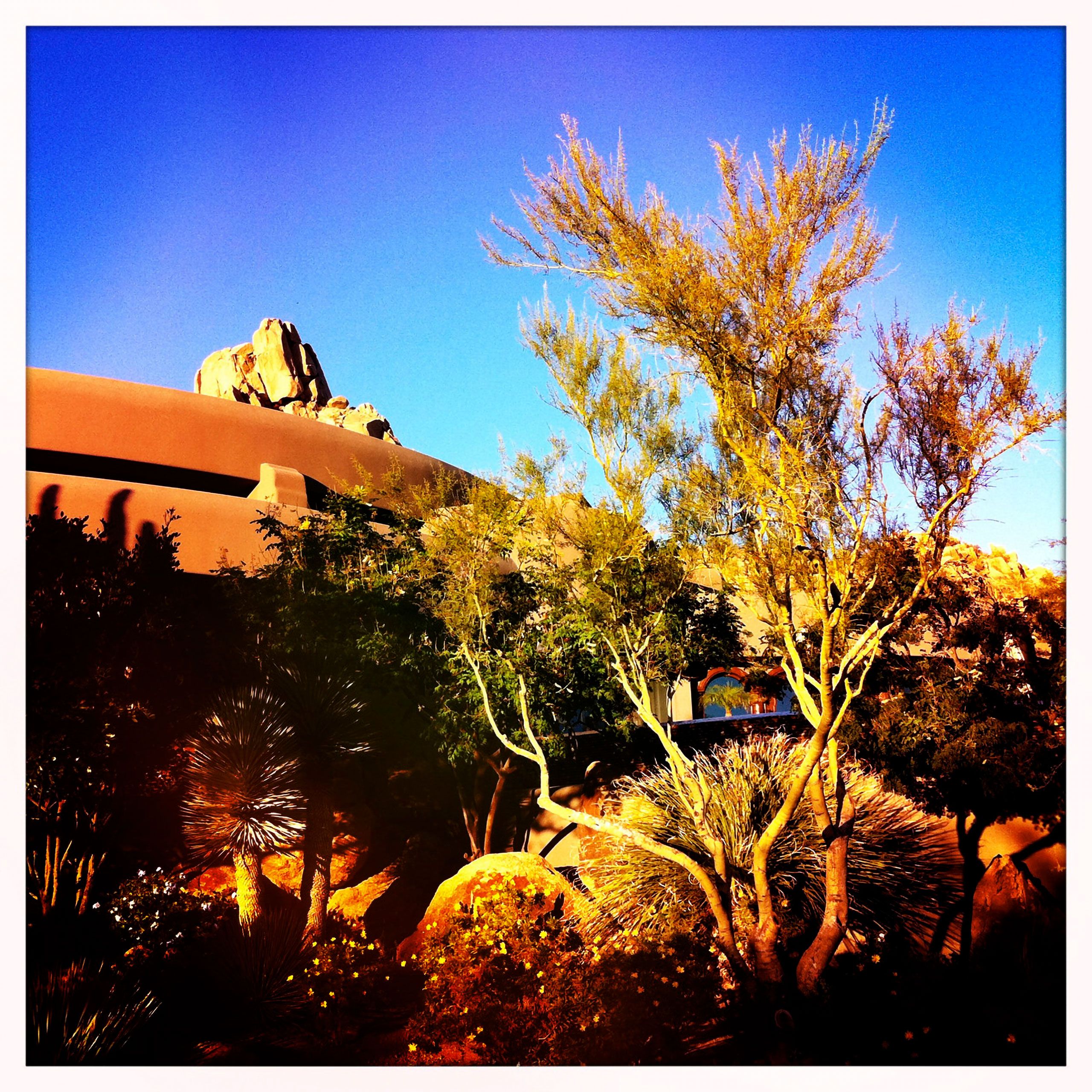 Dearest garden  and pinnical peak scottsdale Arizona