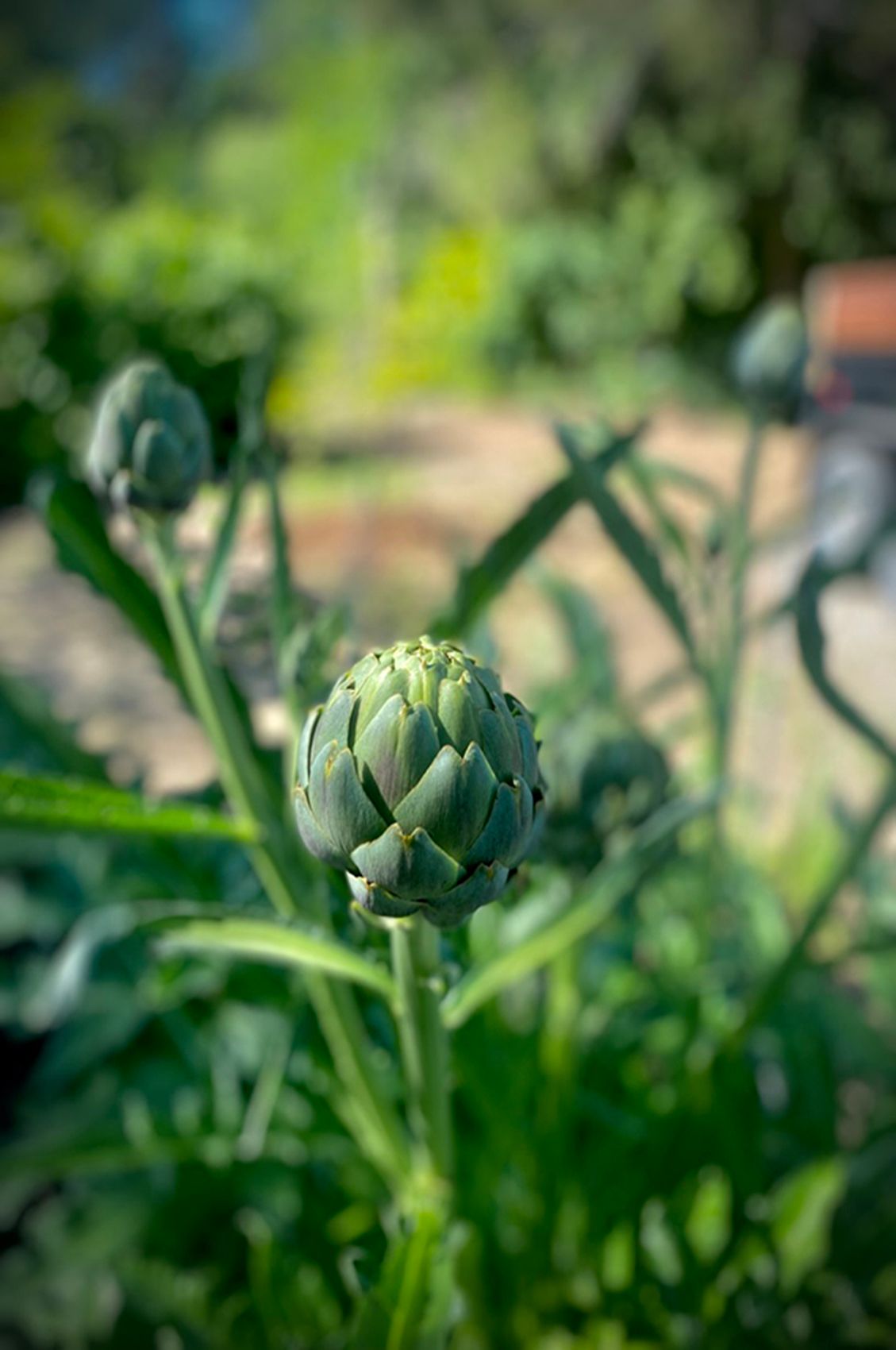 11C8CFA3-25FF-41BD-A837-BA5AAF37C333_1_105_c copy.jpg