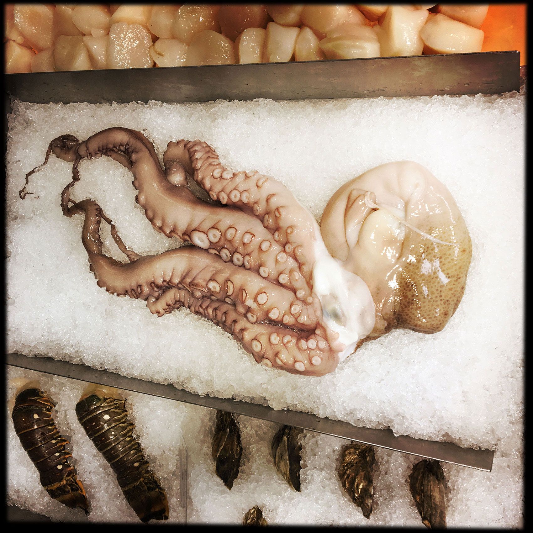 Squid in Seafood department at whole foods Destin Flordia 