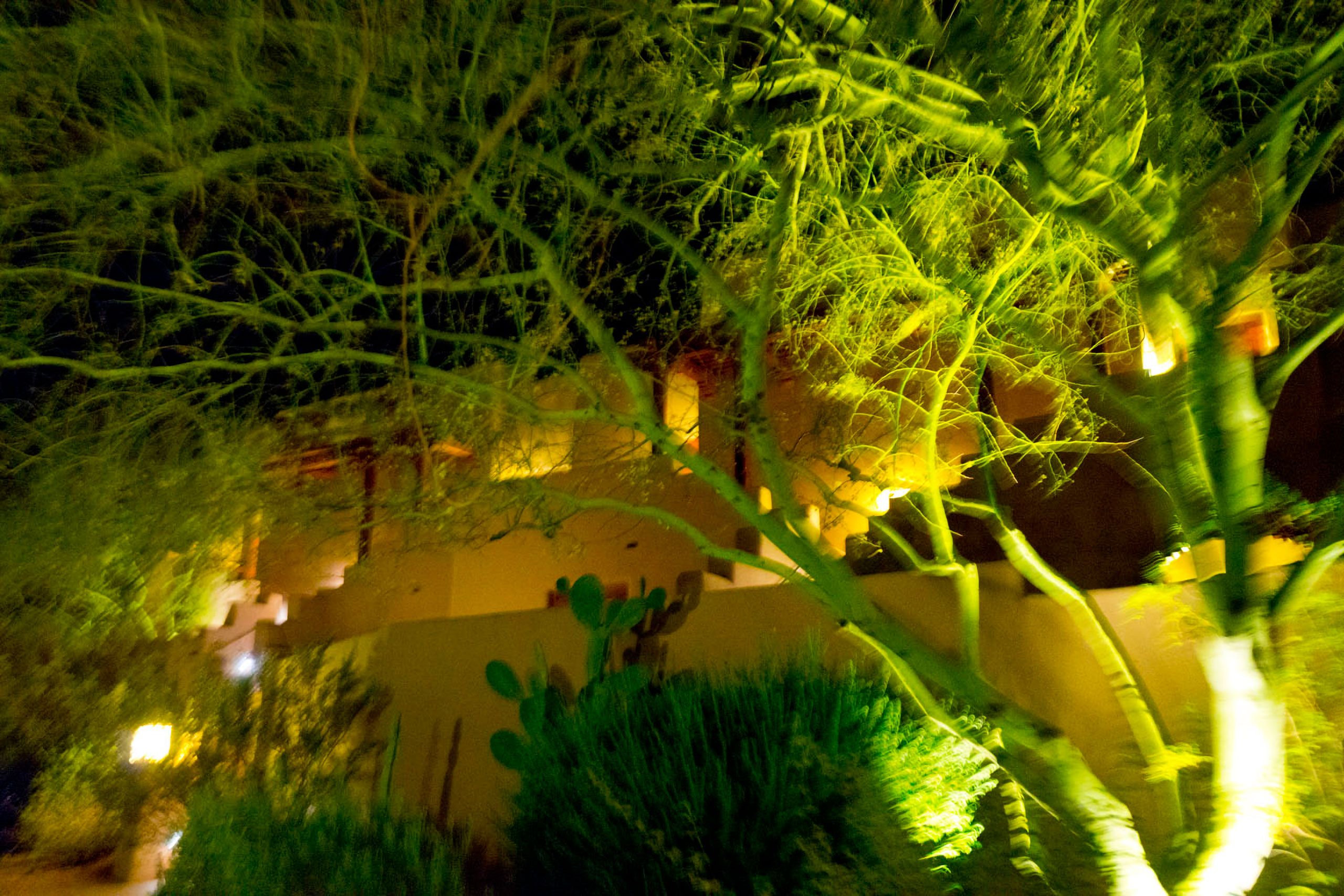 Mesquite tress at night Scottsdale Arizona