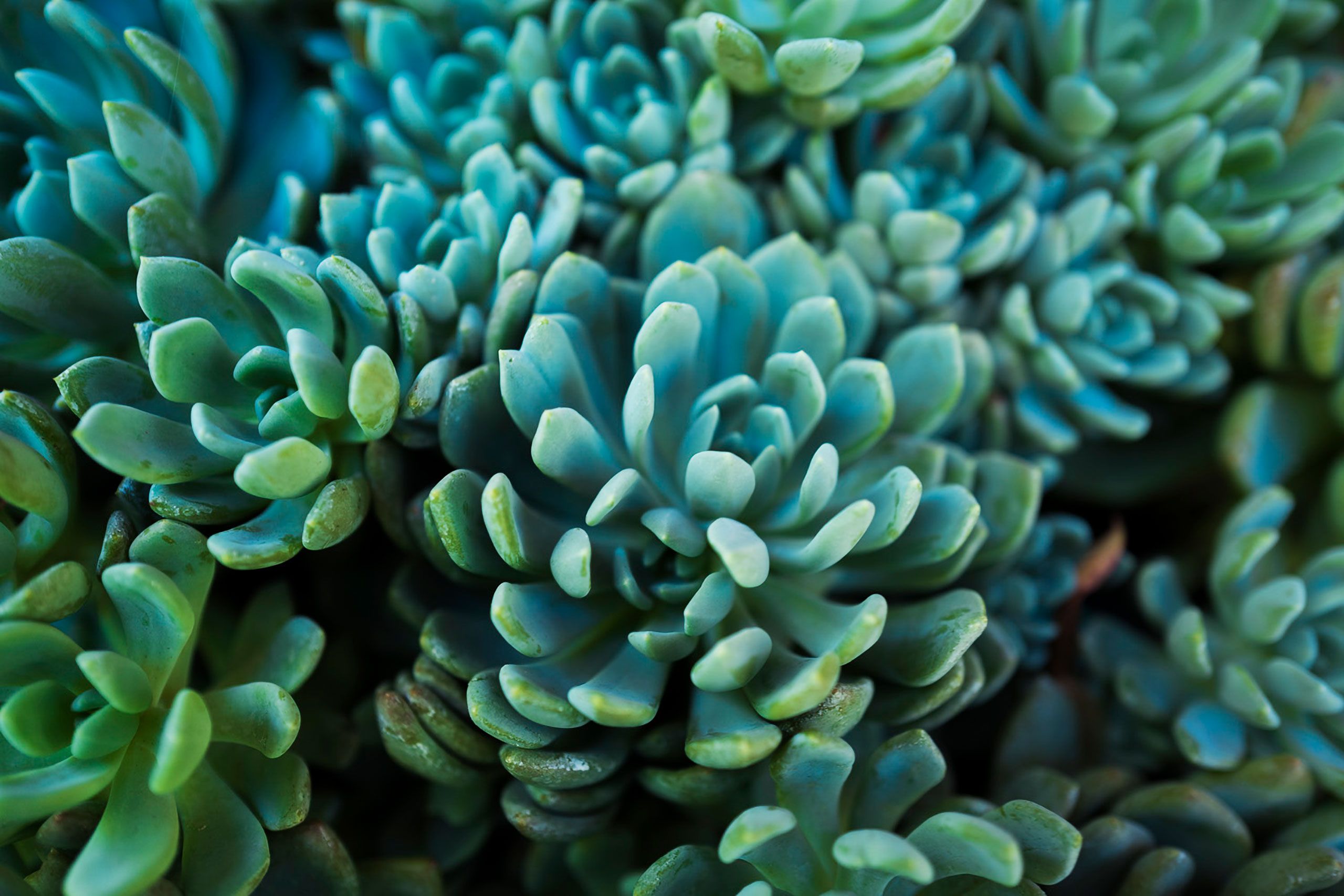 Lilly pad Succulent plants Davis Farmers market