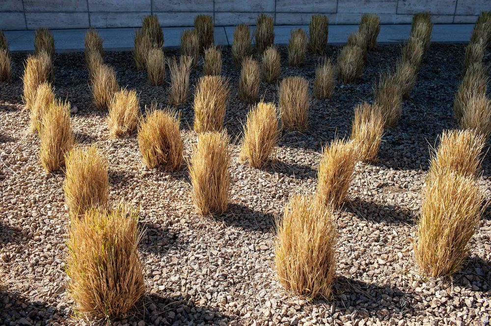 grass in winter sun and shade
