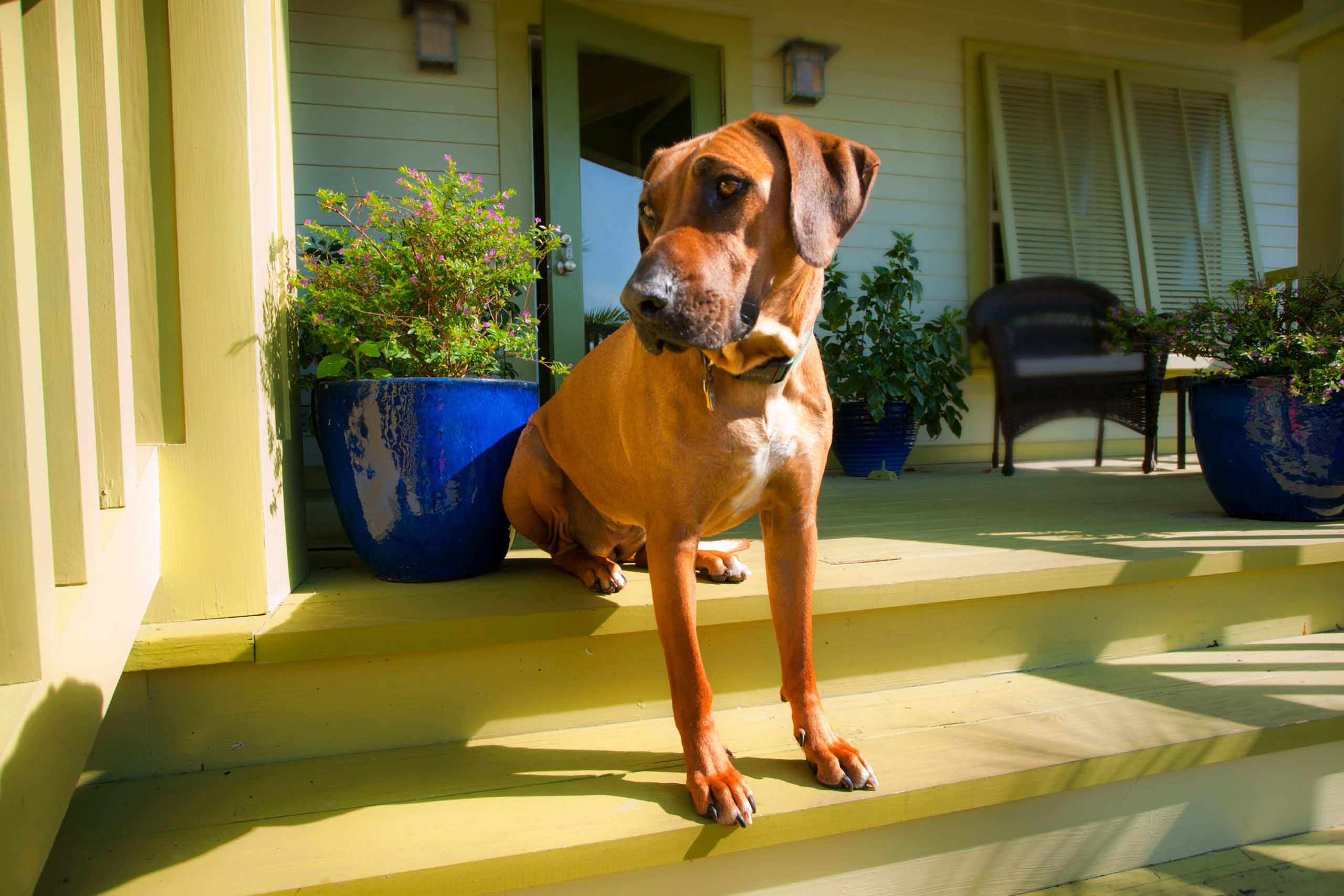 Rhodesian ridgeback stands sits guard on steps blue mountain beach santa rosa beach flordai 