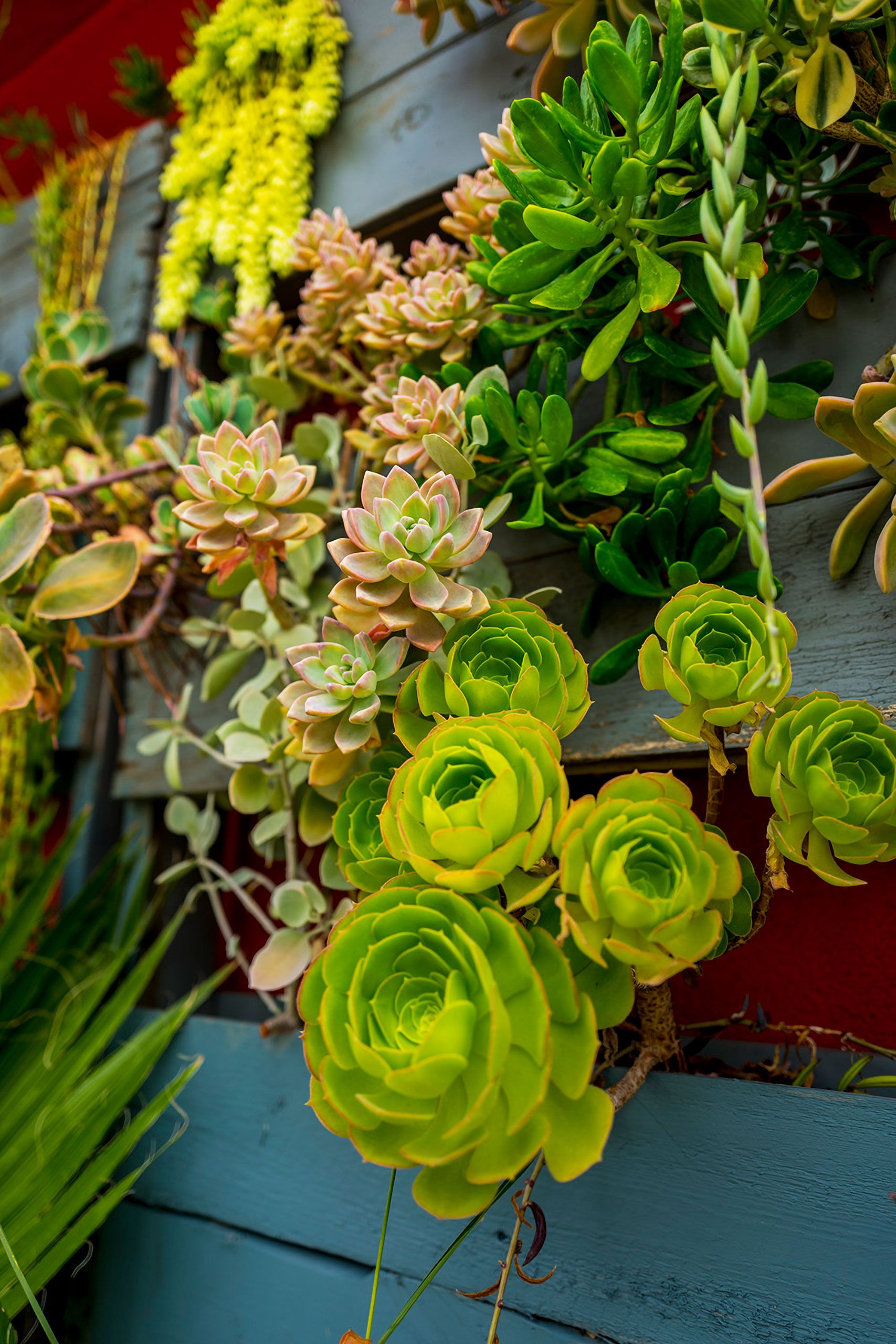 succulent plants in Los Angelis California 
