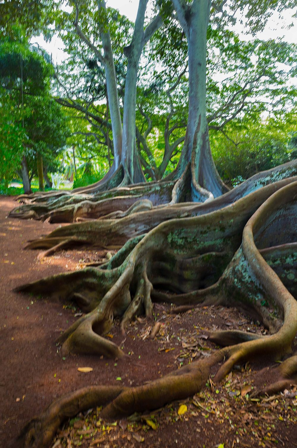 Ficus Trees roots at the Allerton Garden Kaua`i Hawaii kauai National Tropical Botanical Garden