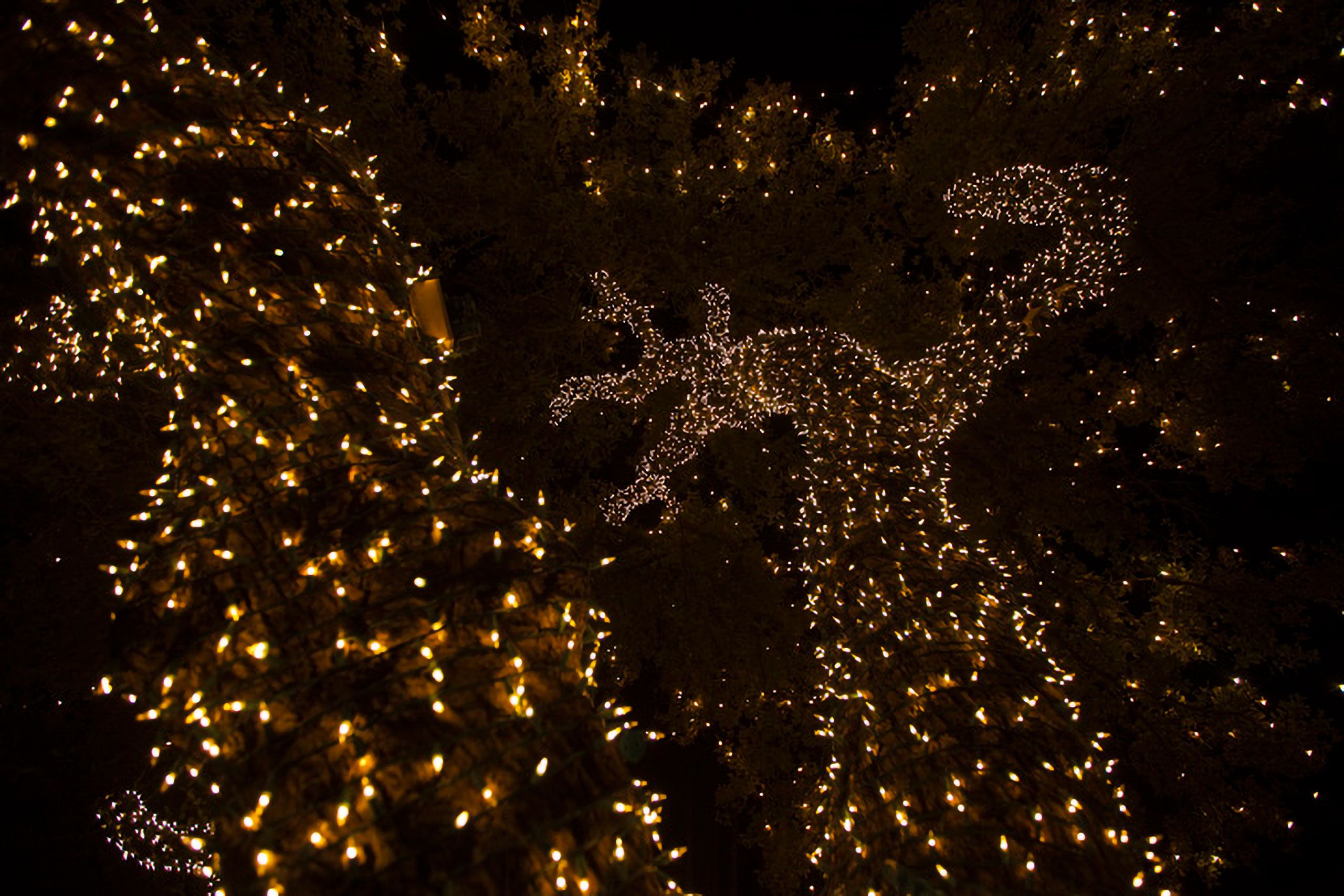 lights on tree Austin Texas