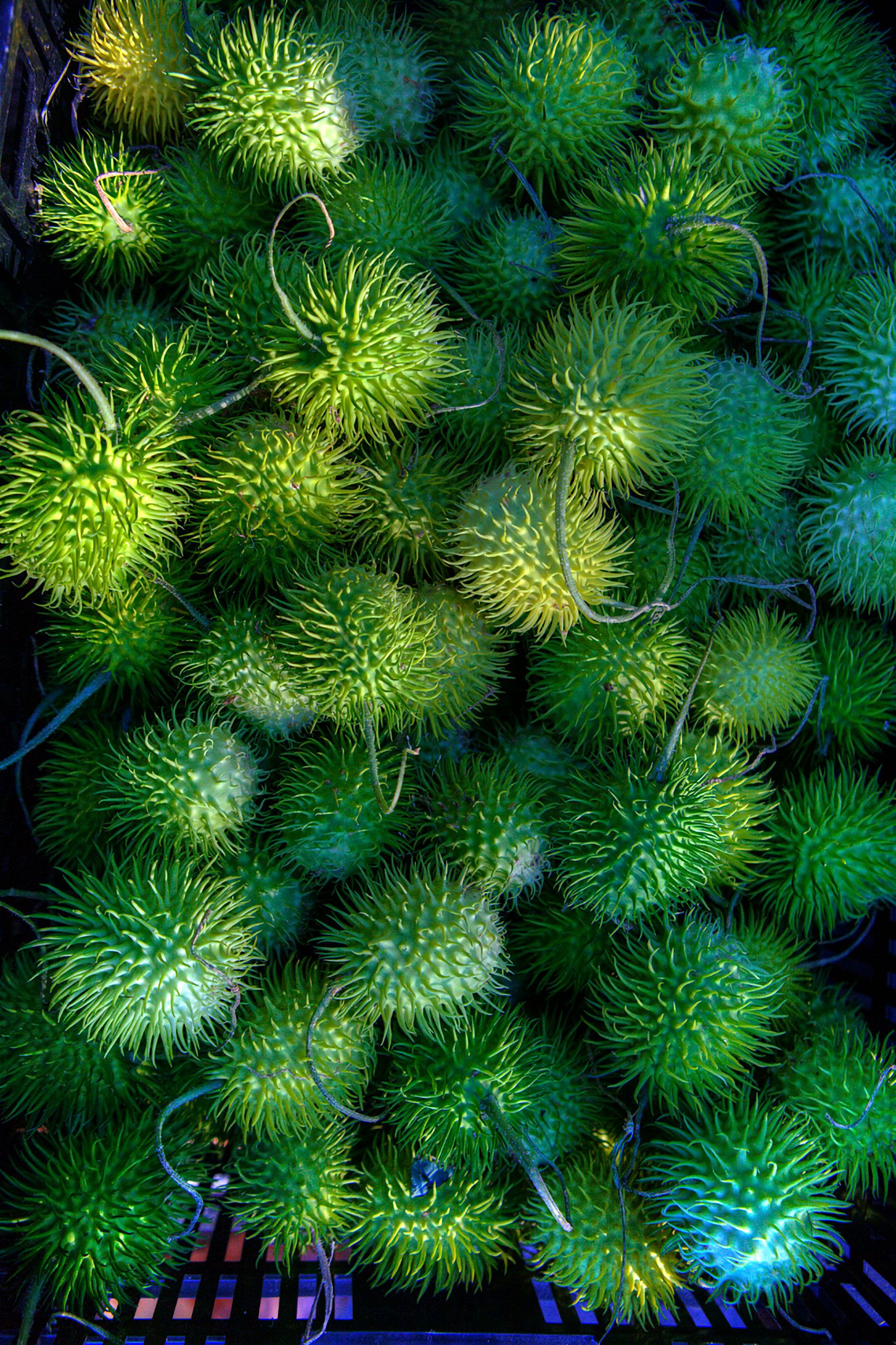 Farmers market Portland Maine