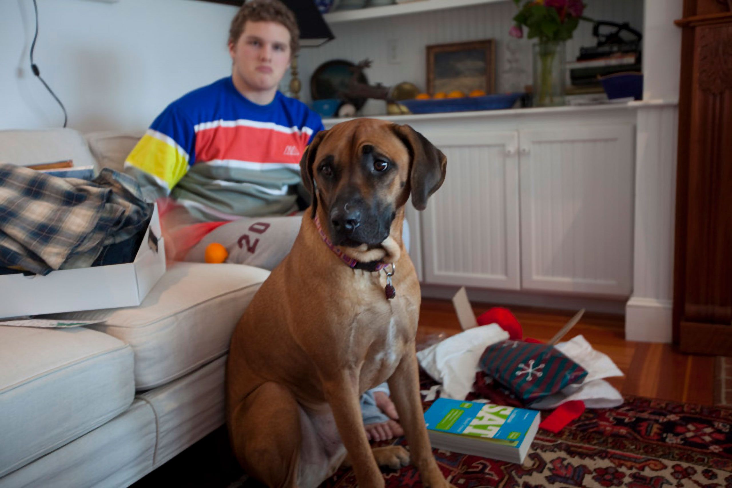Ridgeback dog and teenager at Christmas cape Elizabeth maine
