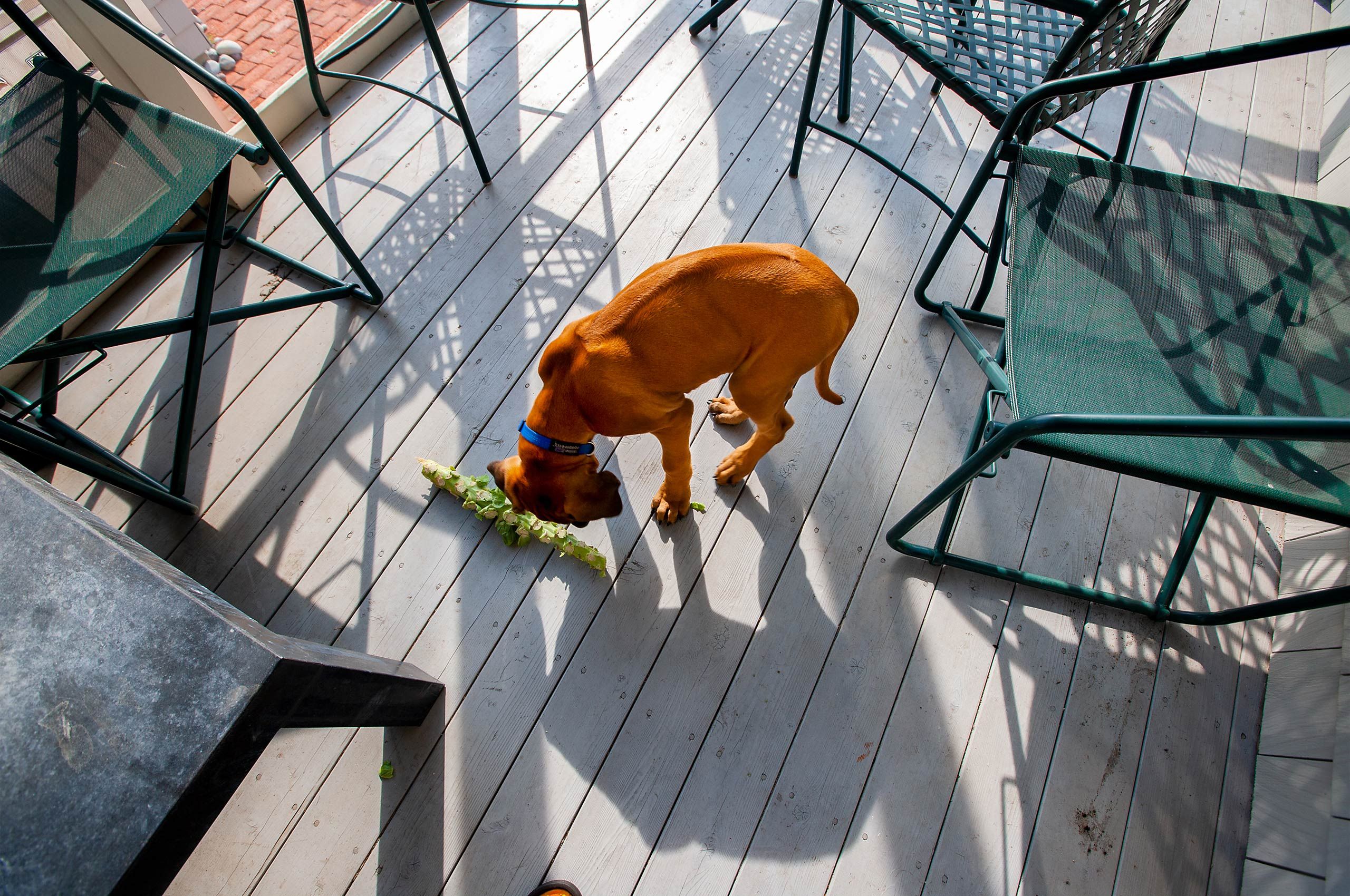 Ridgeback puppy eating brussels sprouts 