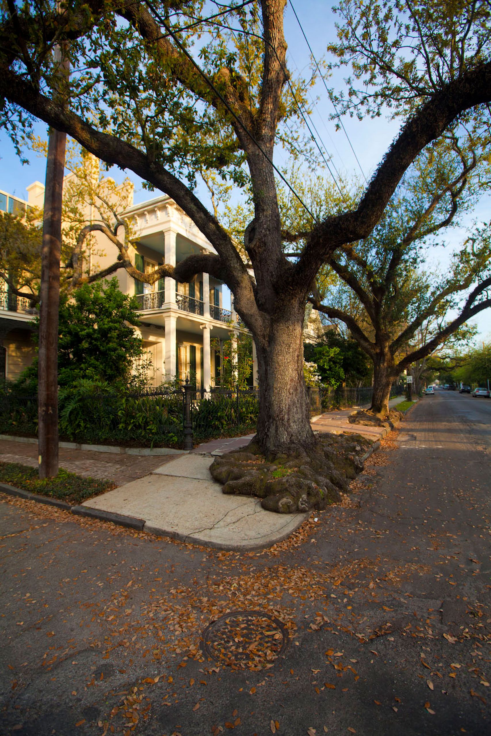 Tree in garden district street New Orleans Louisiana NOLA