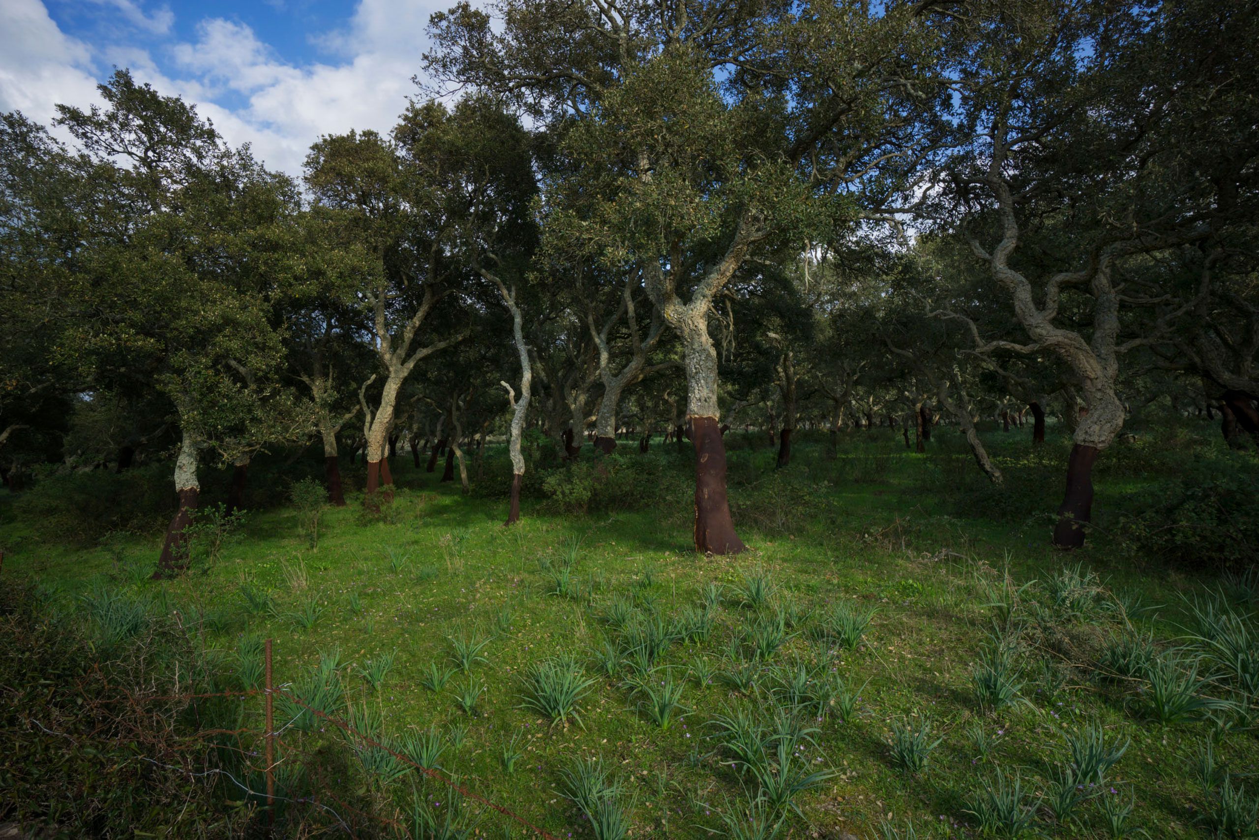 Olive trees  Sardinia Italy 