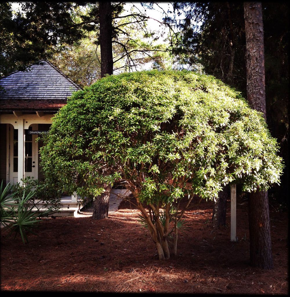 Sculpted tree in Seaside Florida panhandle