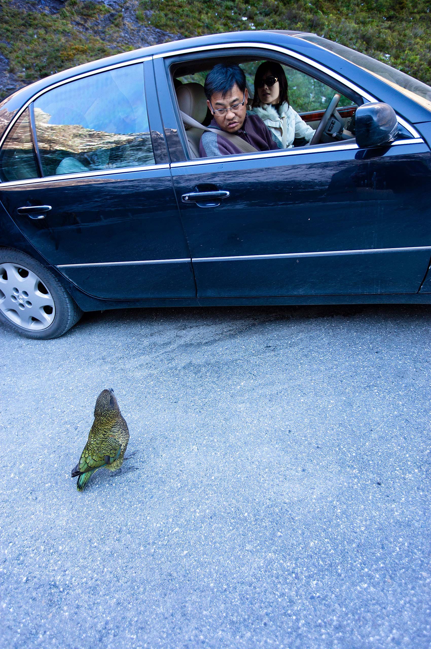 parrot and tourist in new zealand  