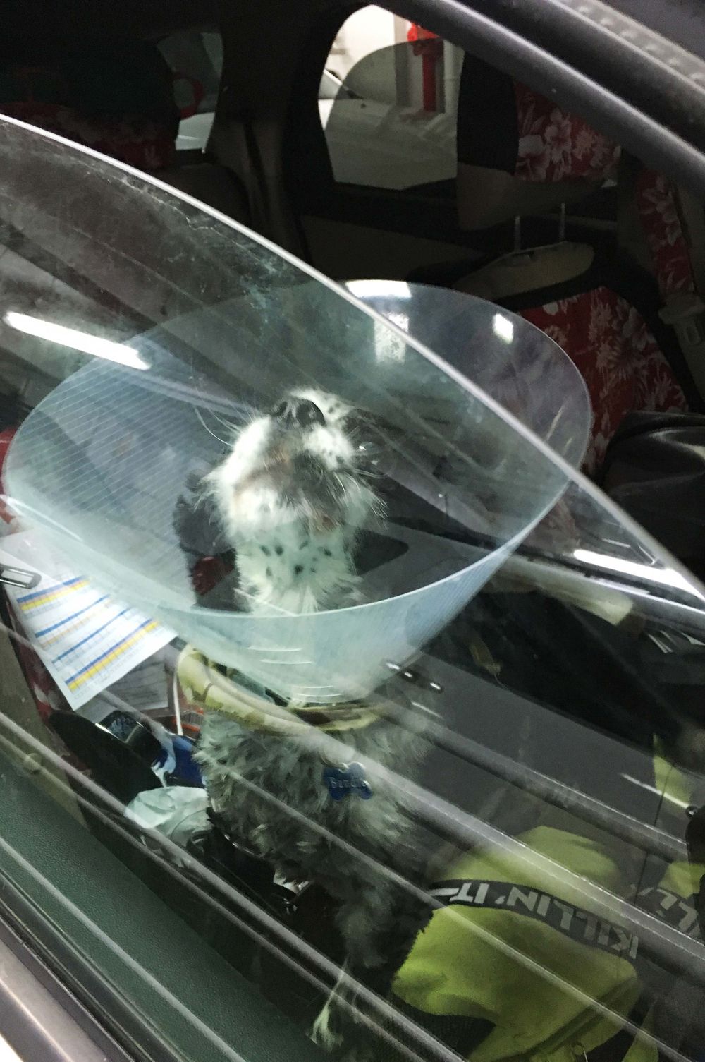 Dog in car  with cone of shame in Mississippi 