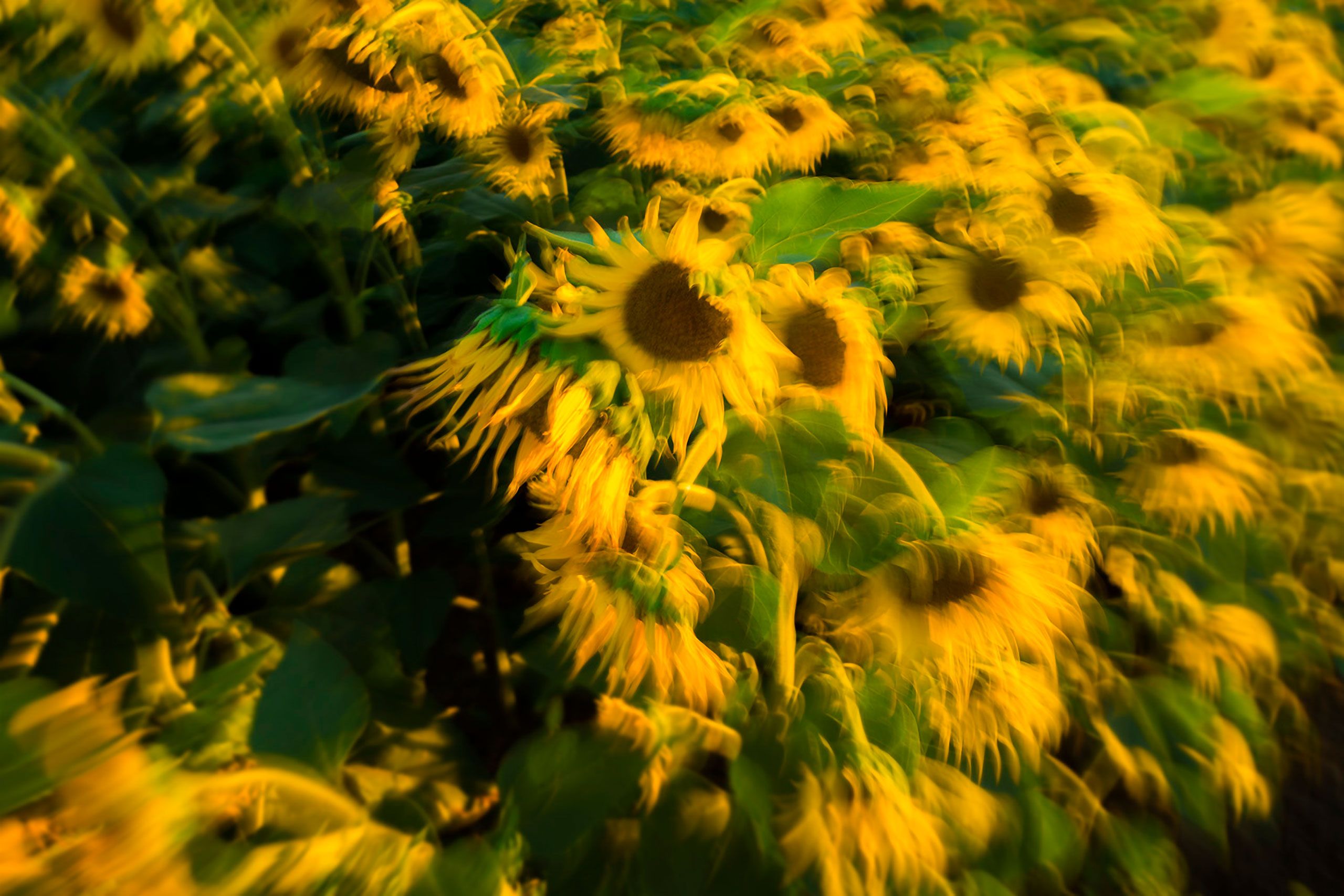 Sunflowers Davis California 