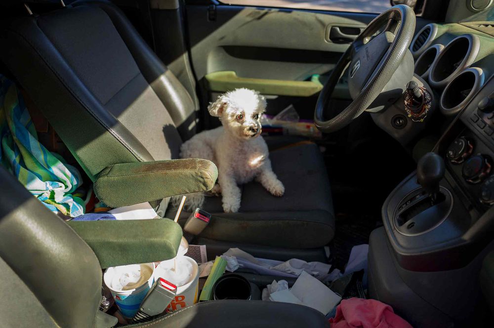 toy poodle in messy car