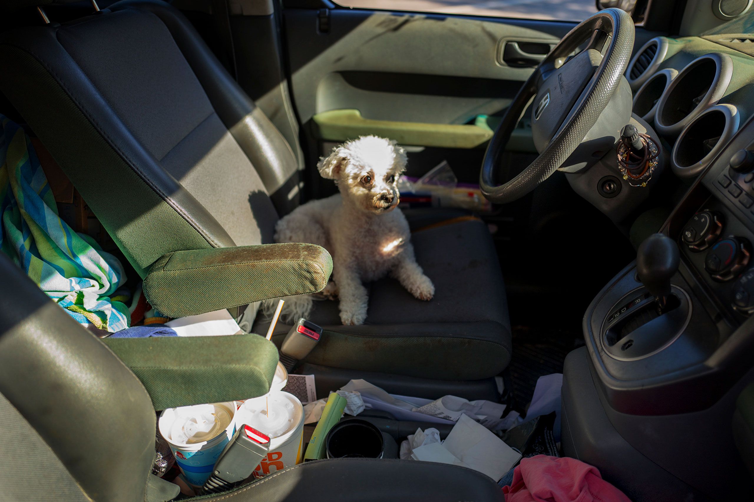 Dog in car farihope Alabama 