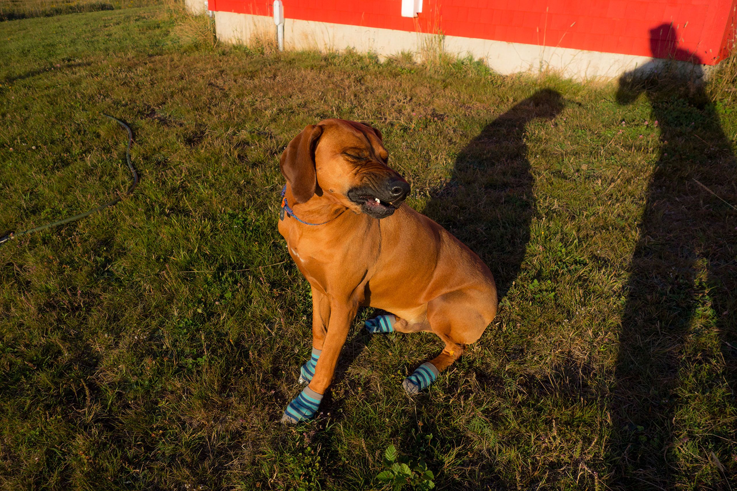Rhodesian Ridgeback in socks Magdalen Islands Îles de la Madeleine Harve Aubert Quebec Canada
