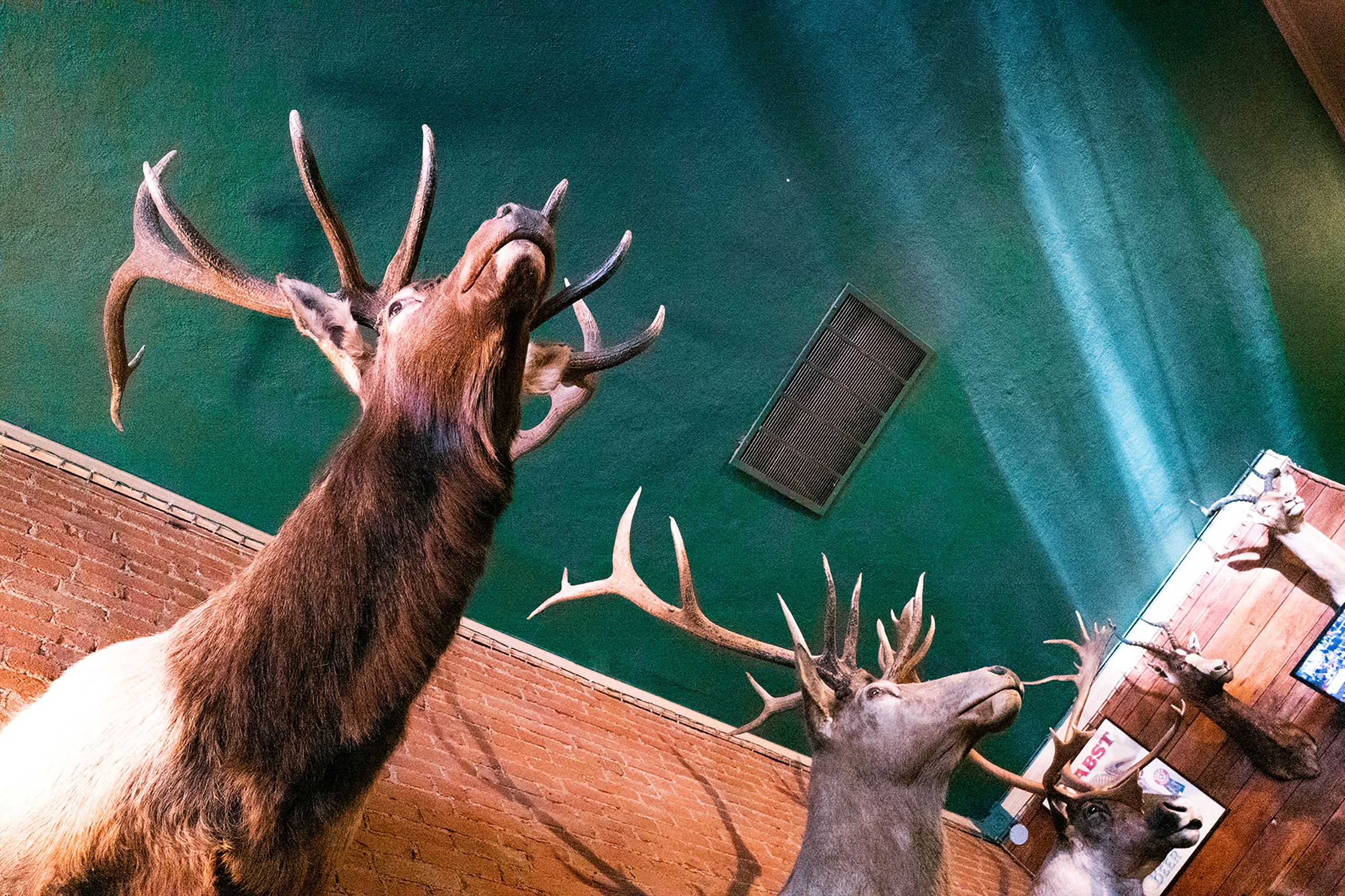 8 point mounts Buckhorn restaurant winters Californiaa 