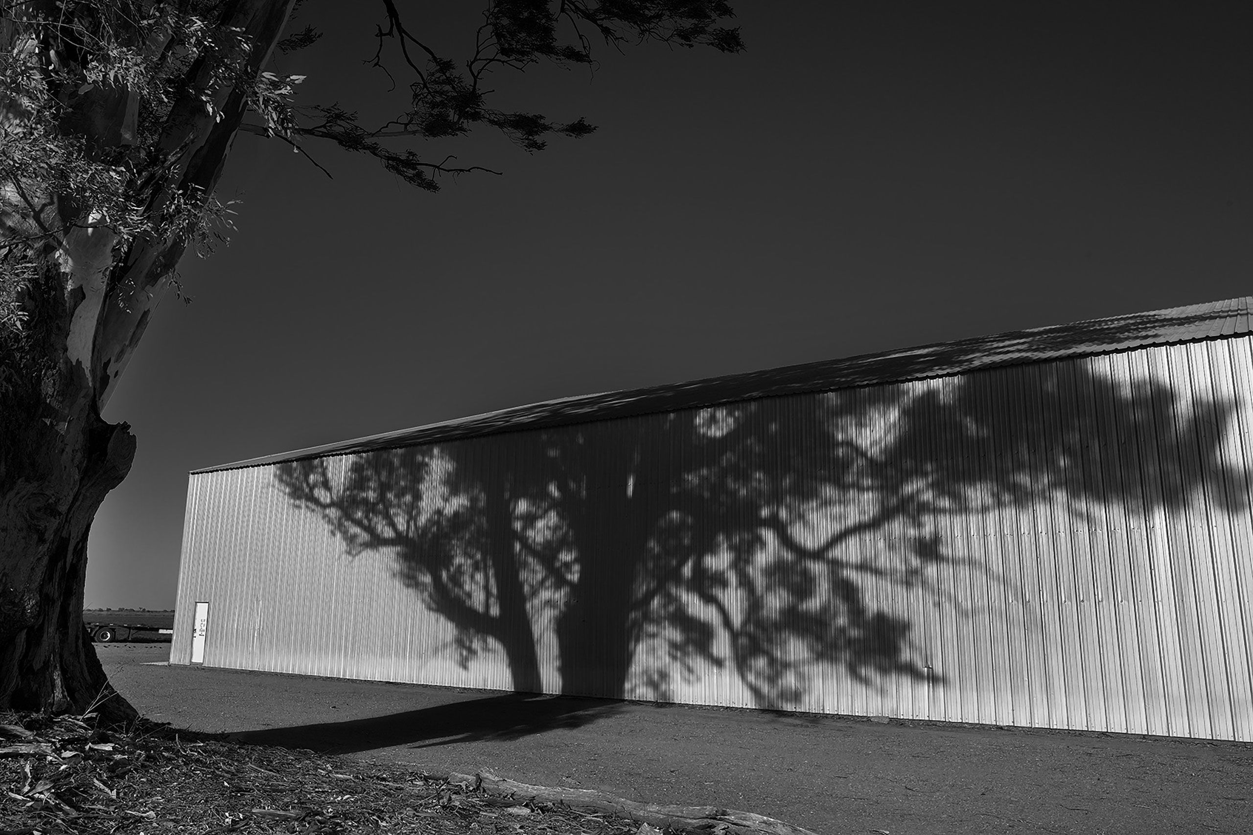 B&W Tree Road 95 Woodland California 