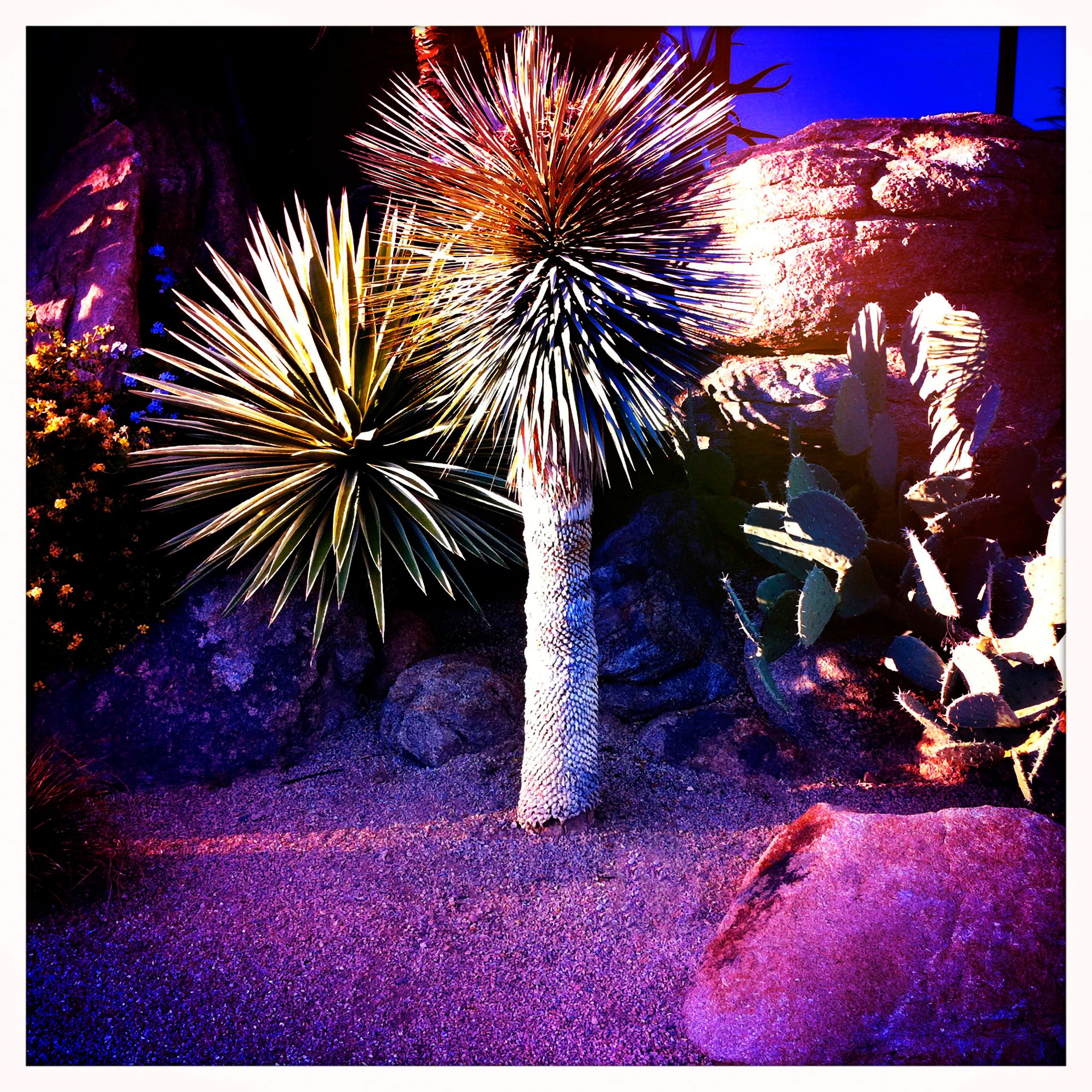 Dearest garden scape scottsdale Arizona