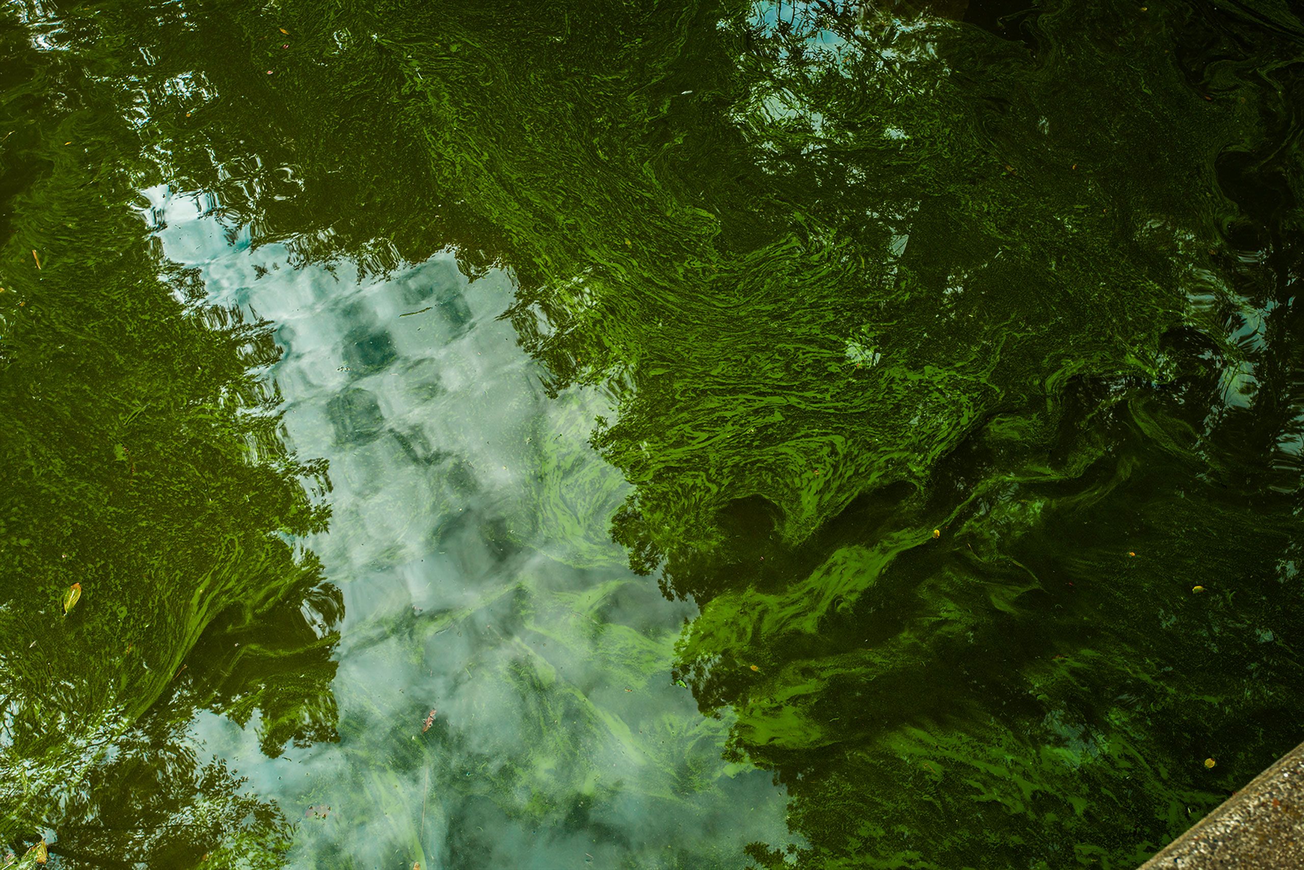 Reflections and slime in waterputah creek davis california