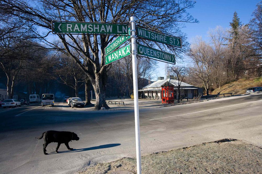 Dog in New Zealand  winter cold frozen freezing