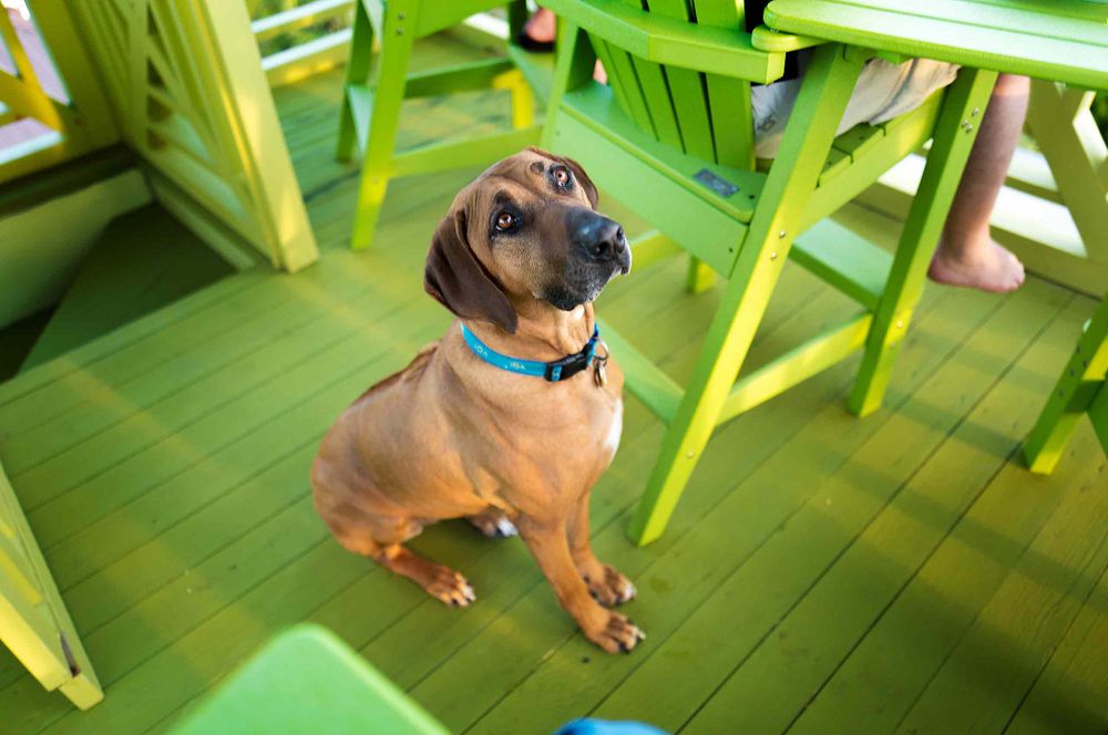 Ridgeback bitch email dog wanting a treat food adoring 