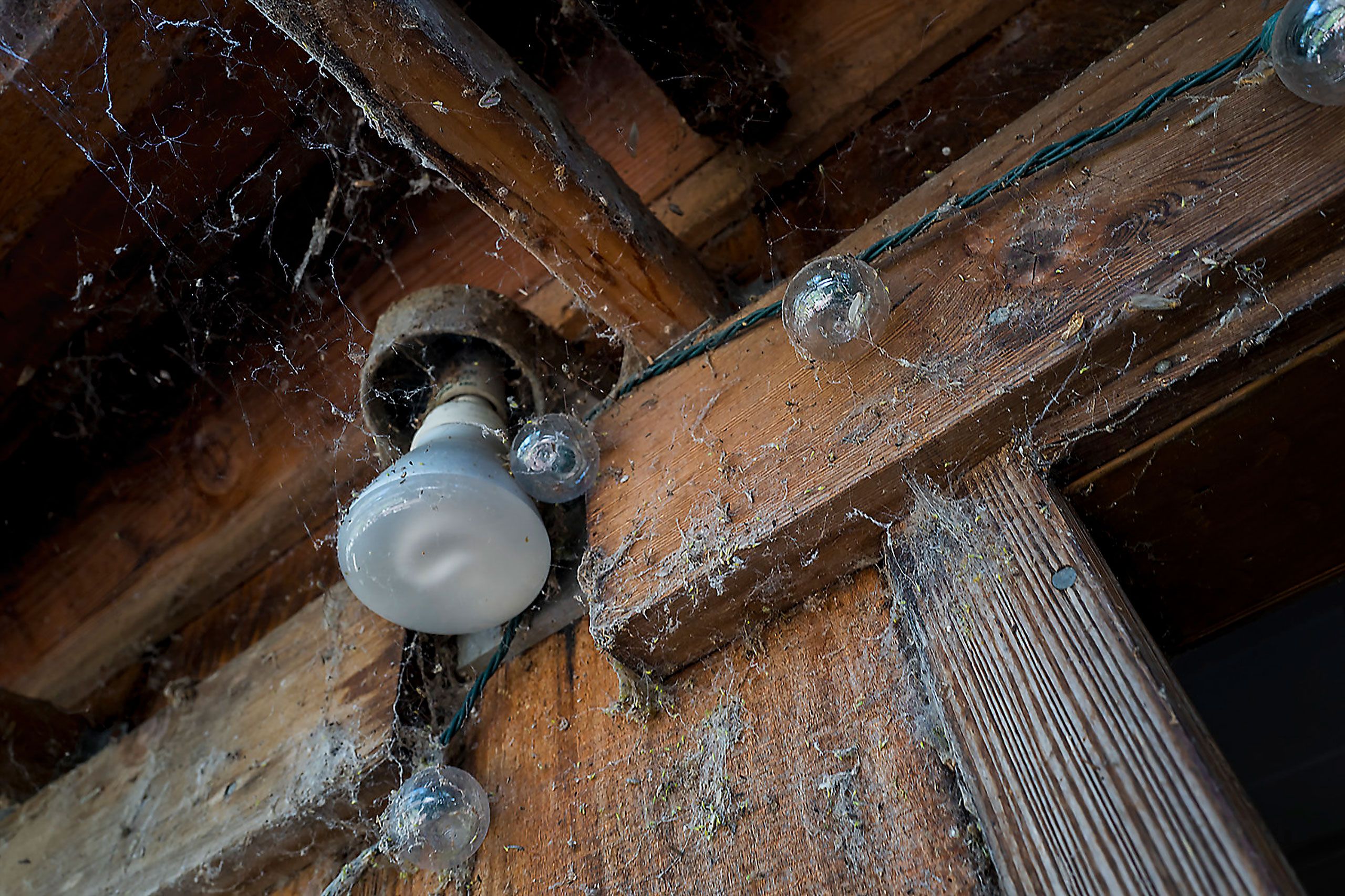 Spiders webs Davis Californiaa