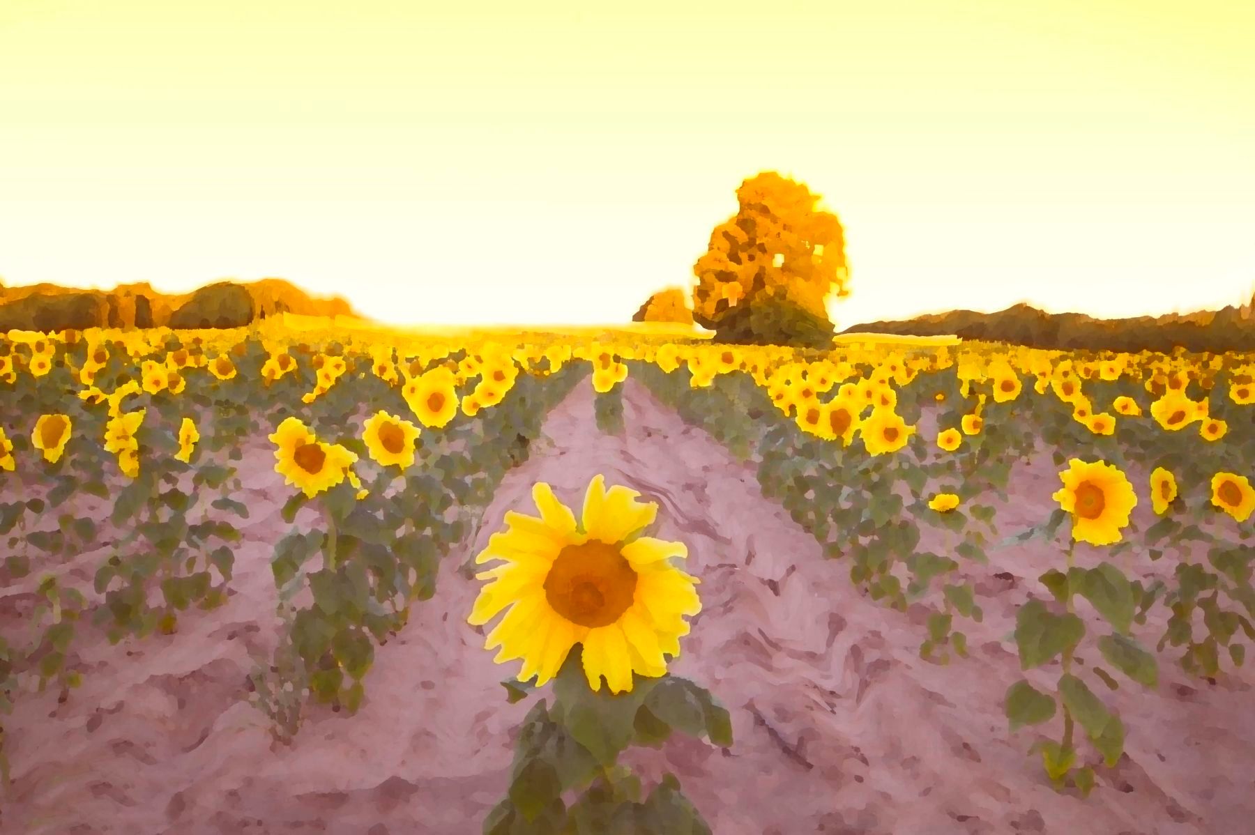 1sunflowerfield_6.jpg