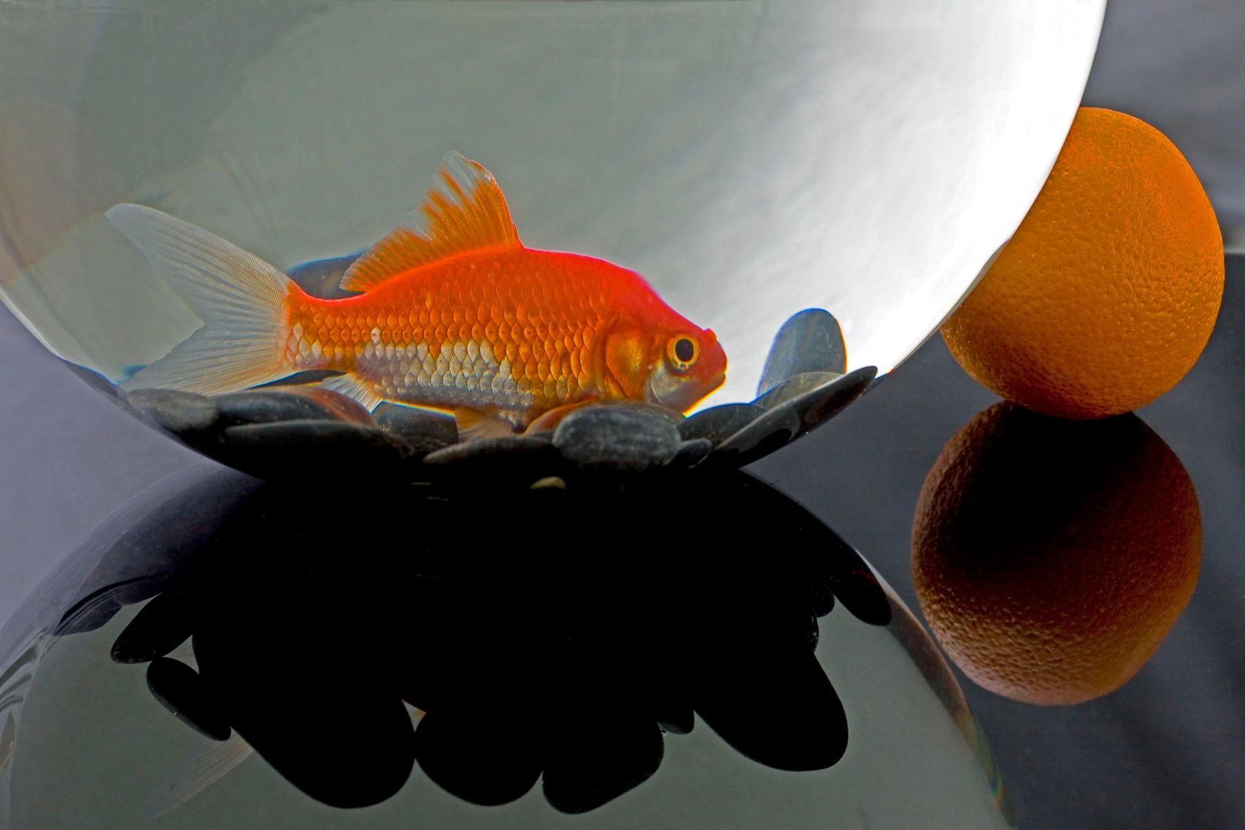 1goldfishorange001_copy.jpg