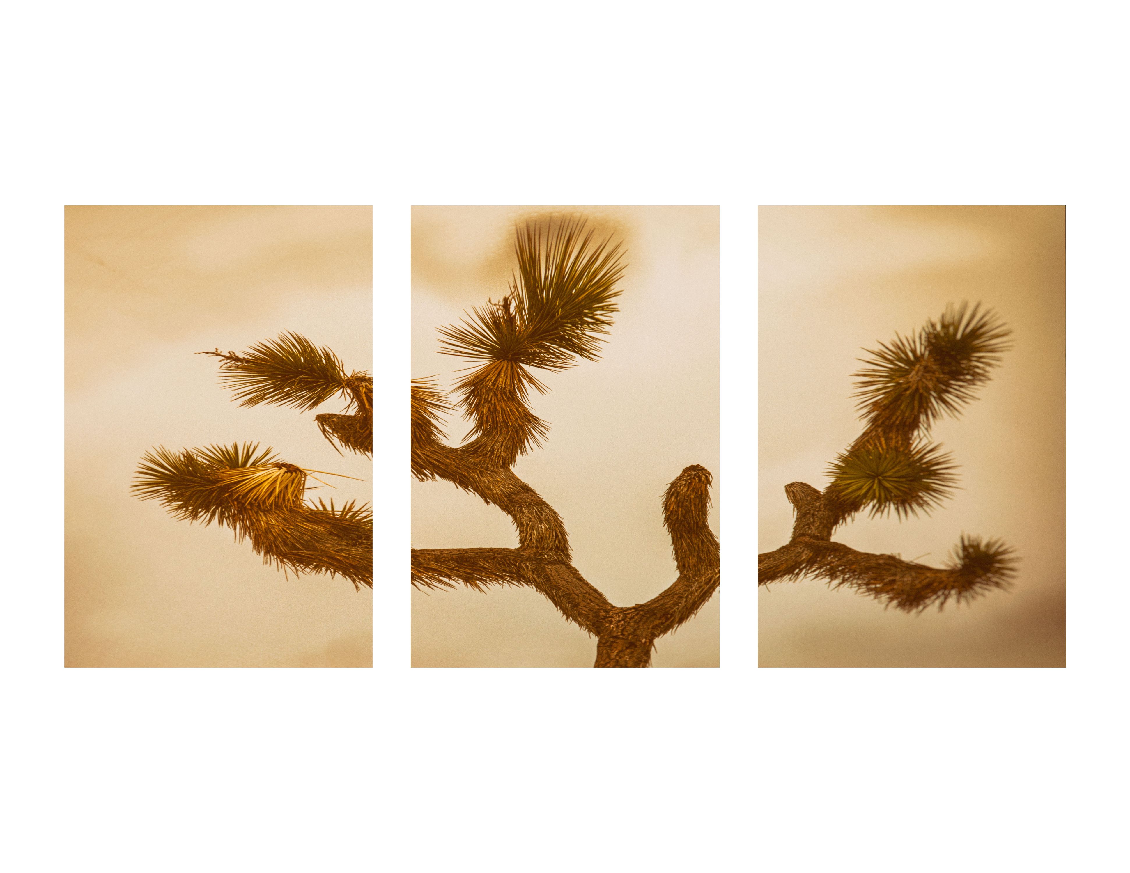 joshuatreetryptych03.jpg